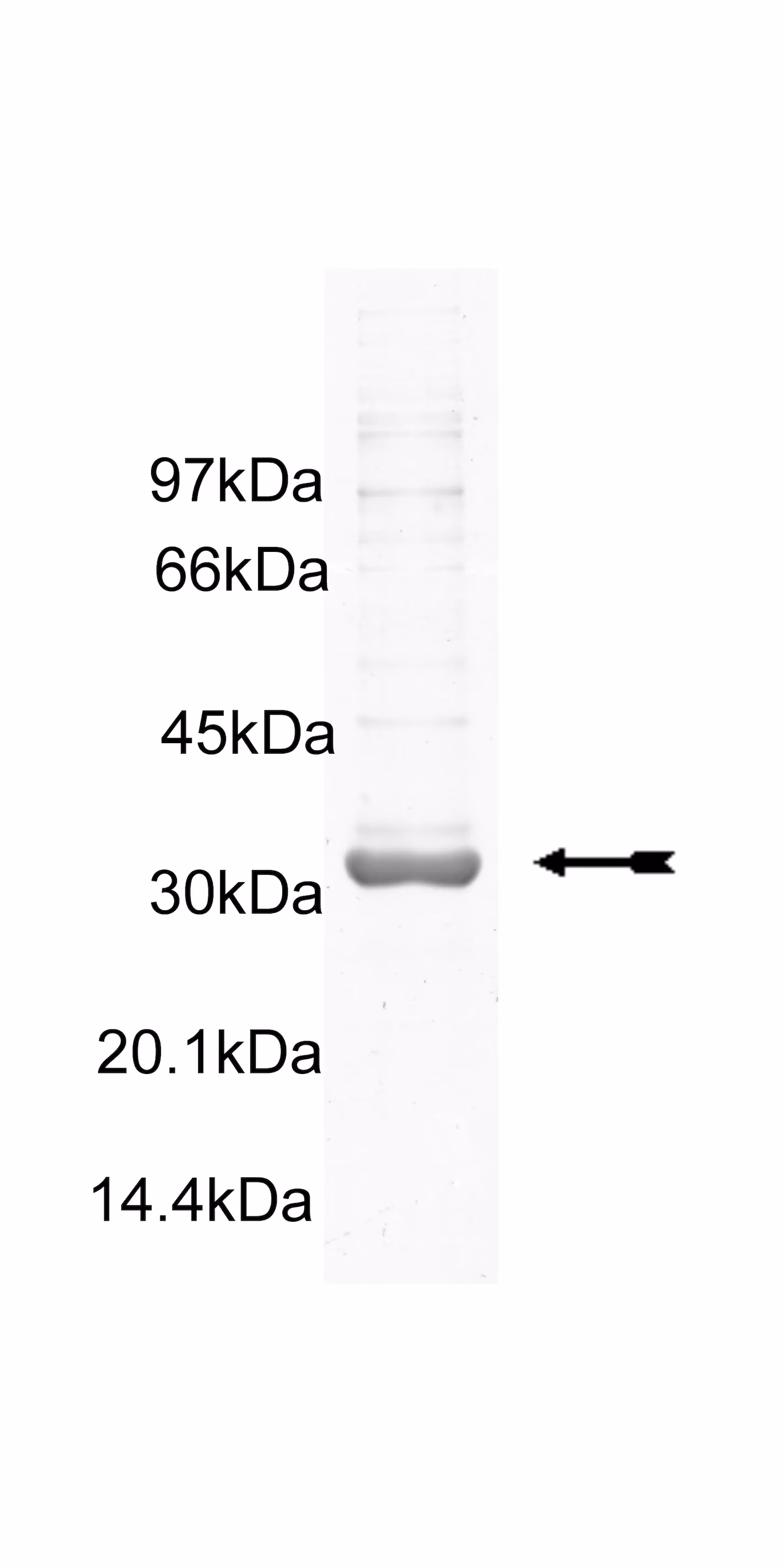 FAK, active Human Recombinant Kinase Protein