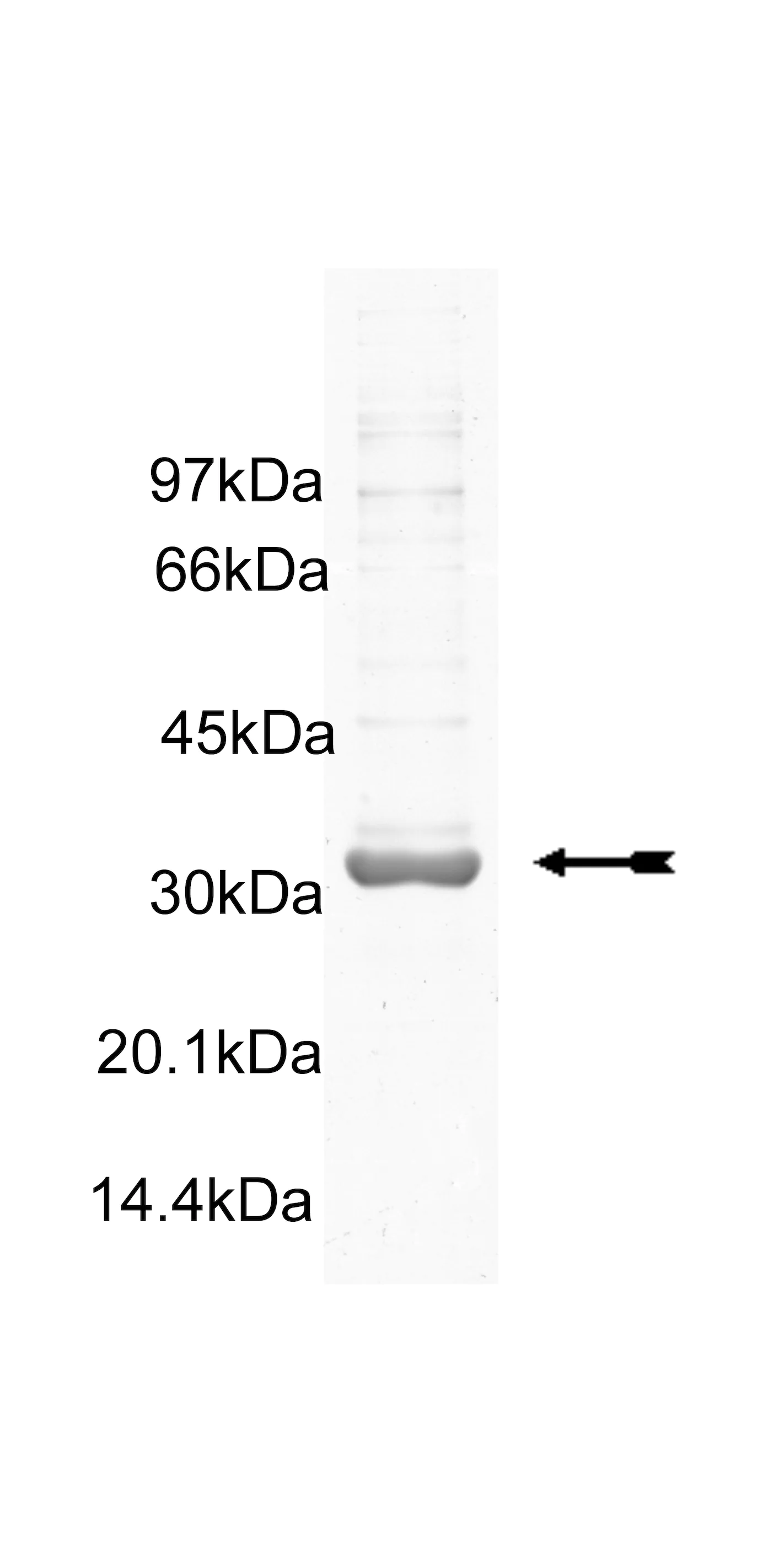 FAK, active Human Recombinant Kinase Protein