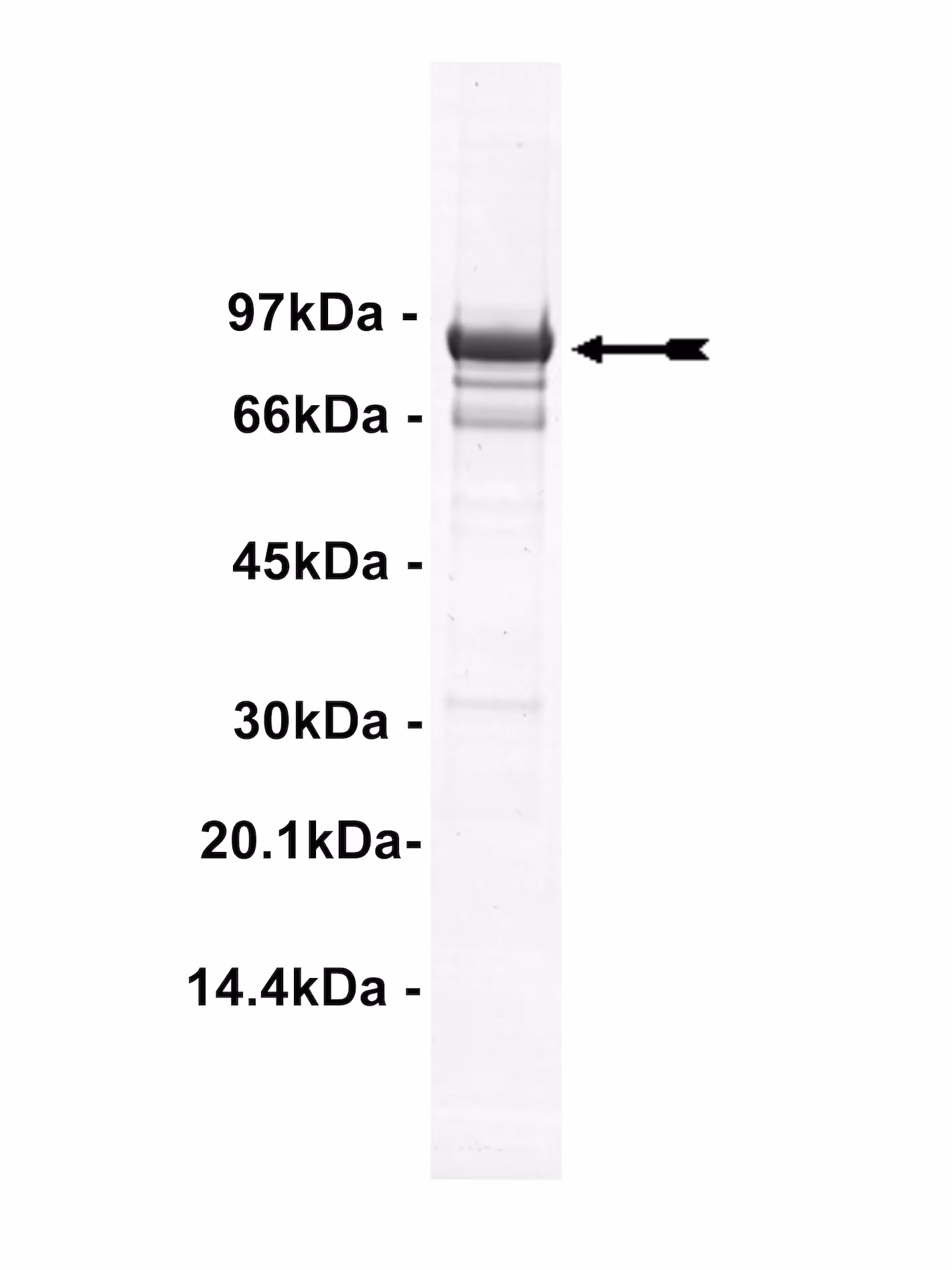 EGFR (T790M, L858R), active Human Recombinant Kinase Protein