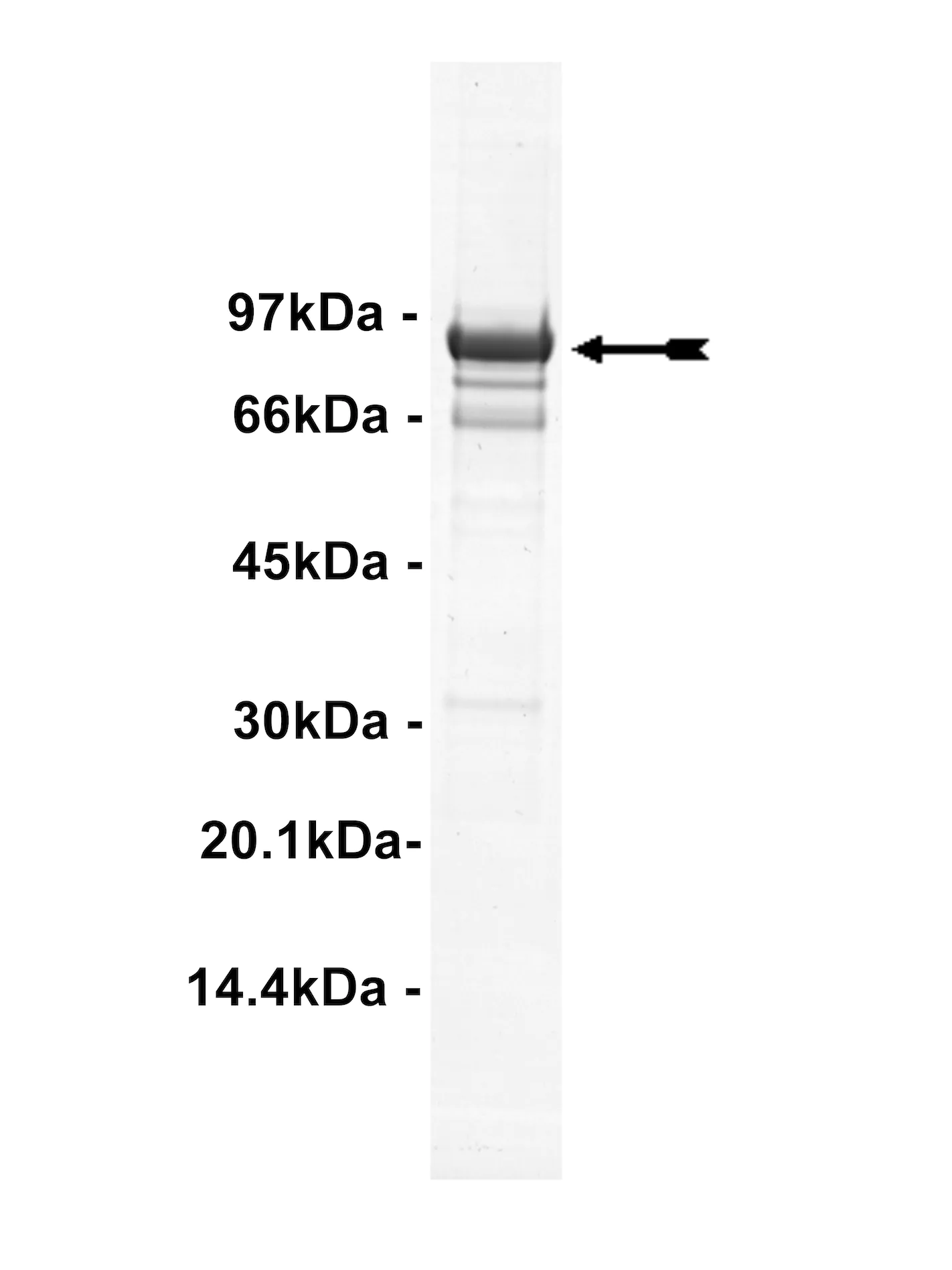 EGFR (T790M, L858R), active Human Recombinant Kinase Protein