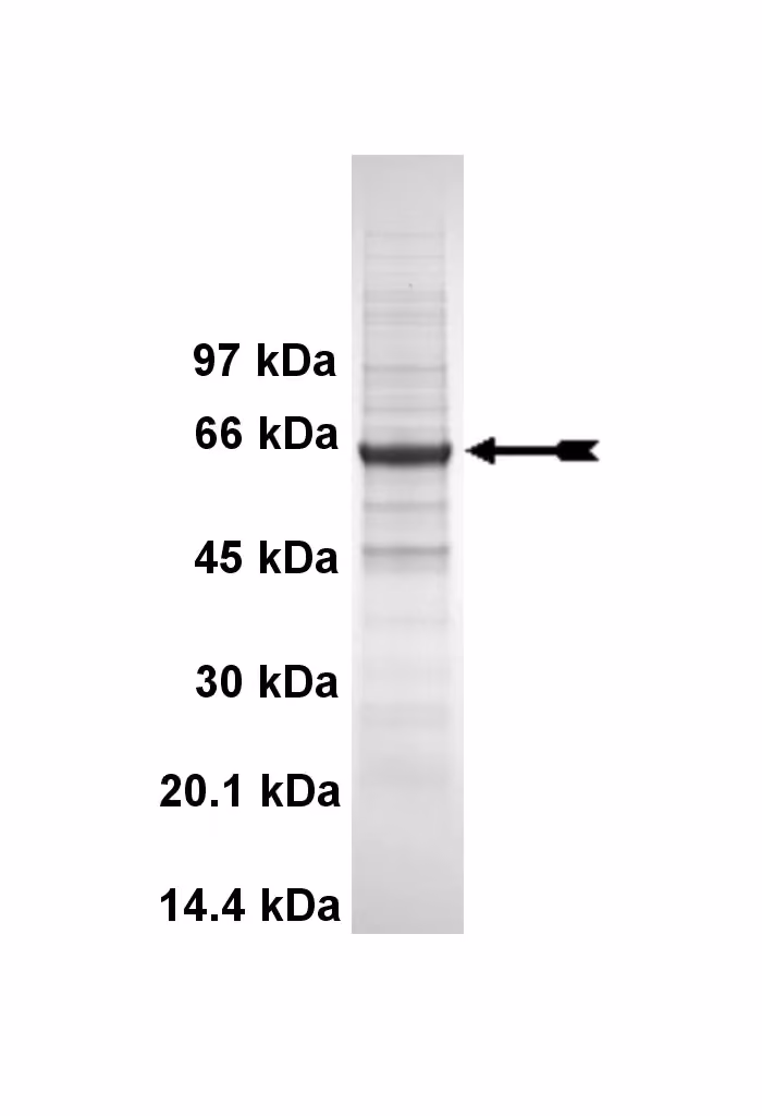 CLK3, active Human Recombinant Kinase Protein