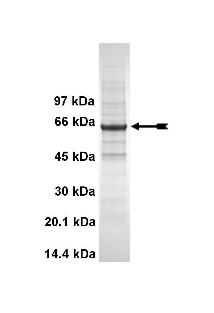 CLK3, active Human Recombinant Kinase Protein