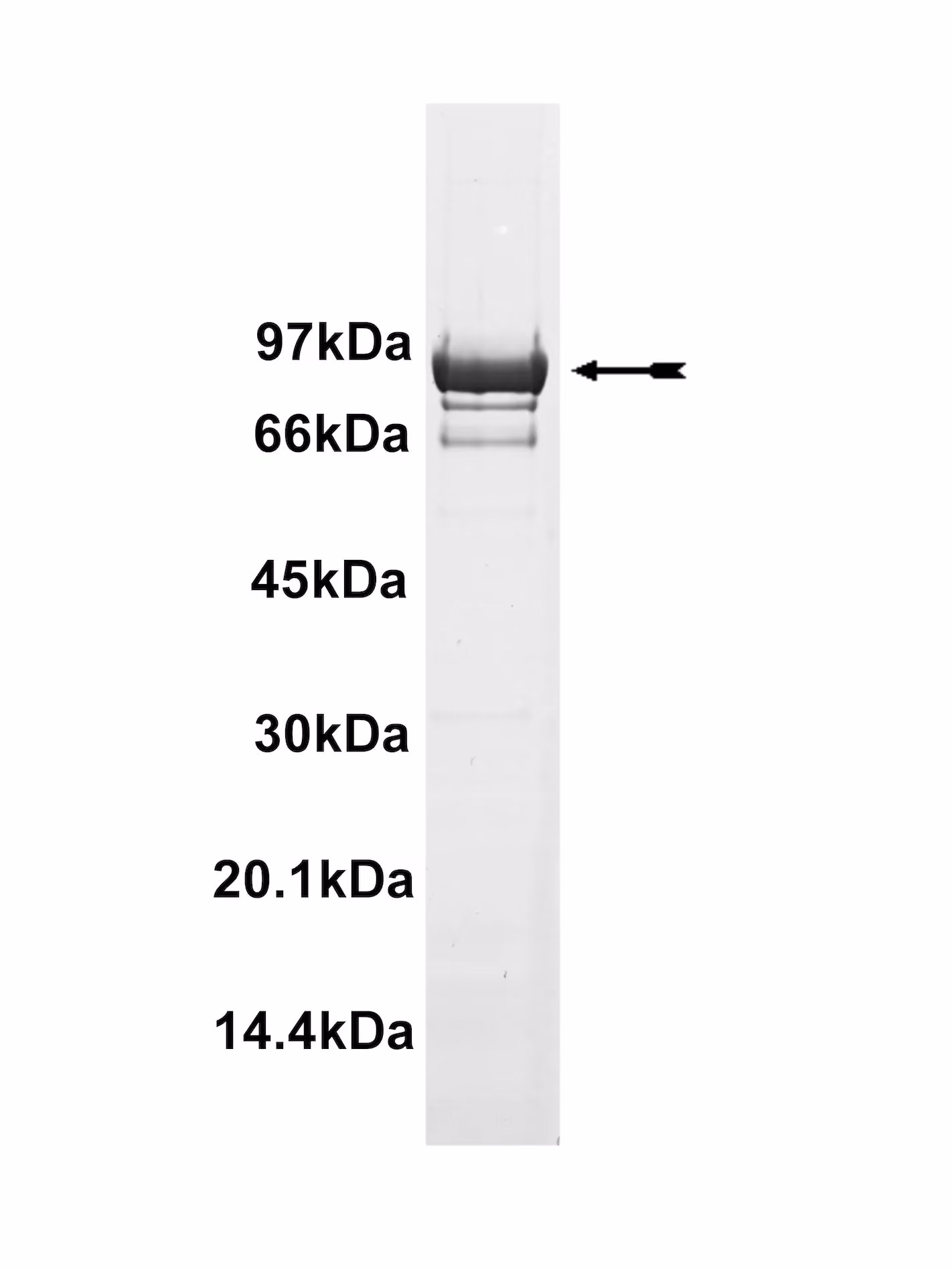 EGFR (T790M), active Human Recombinant Kinase Protein