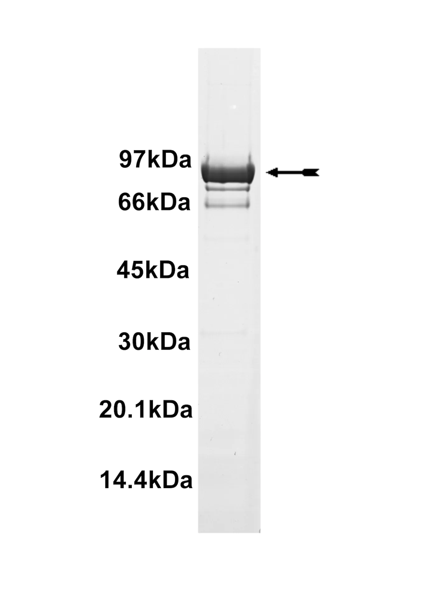 EGFR (T790M), active Human Recombinant Kinase Protein