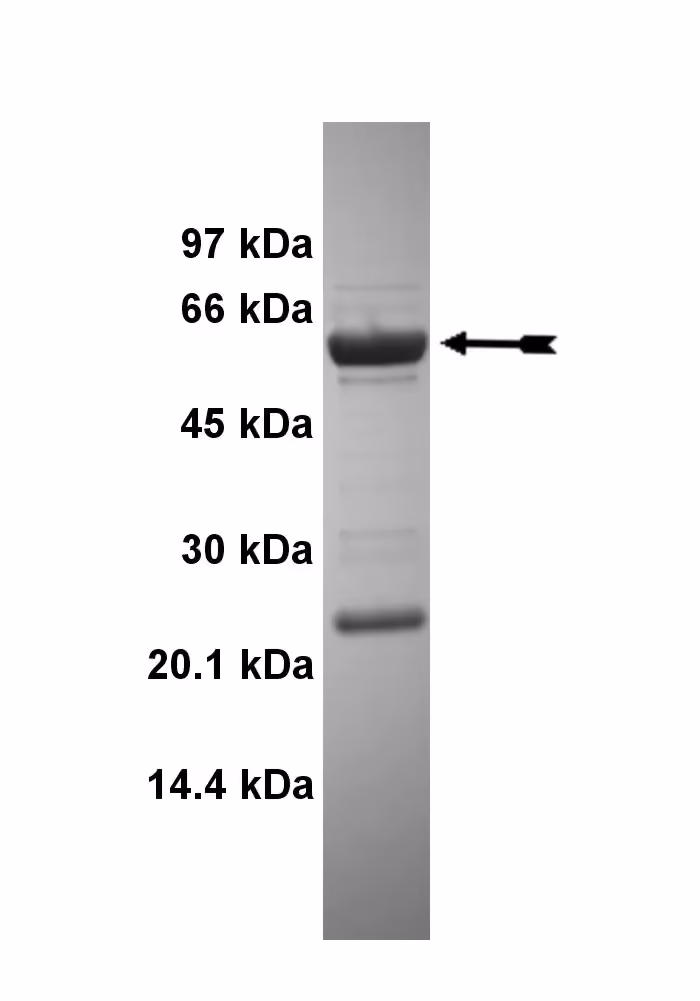 FGFR1 (V561M), active Human Recombinant Kinase Protein