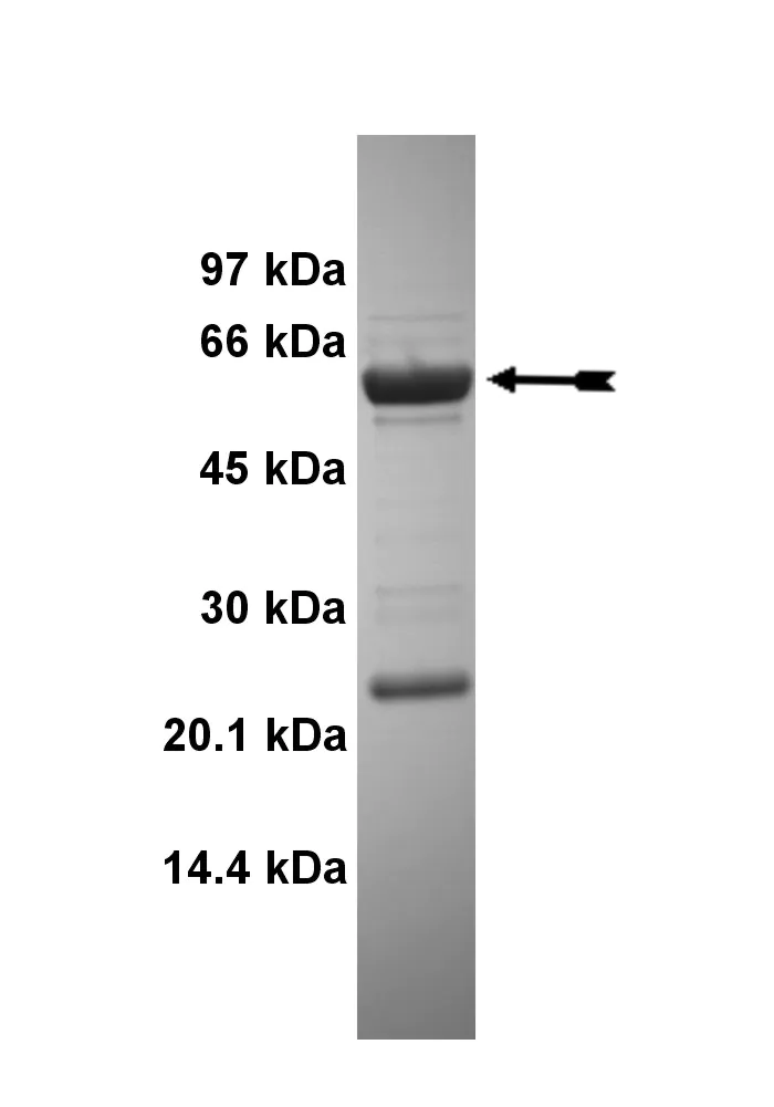 FGFR1 (V561M), active Human Recombinant Kinase Protein