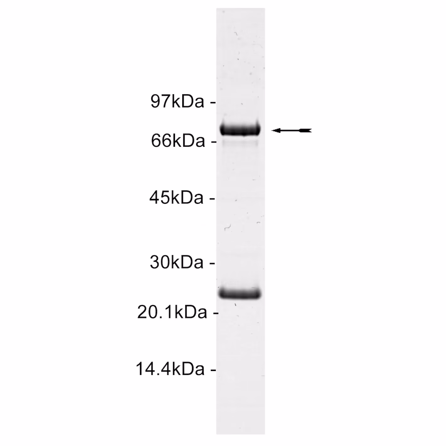 c-Kit (D816H), active Human Recombinant Kinase Protein