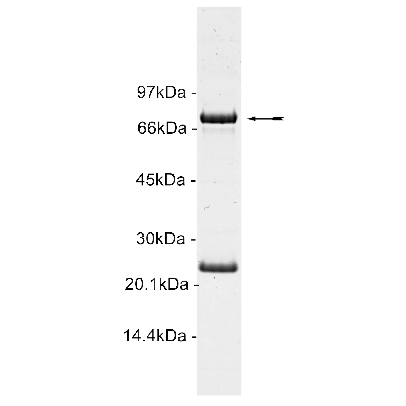 c-Kit (D816H), active Human Recombinant Kinase Protein