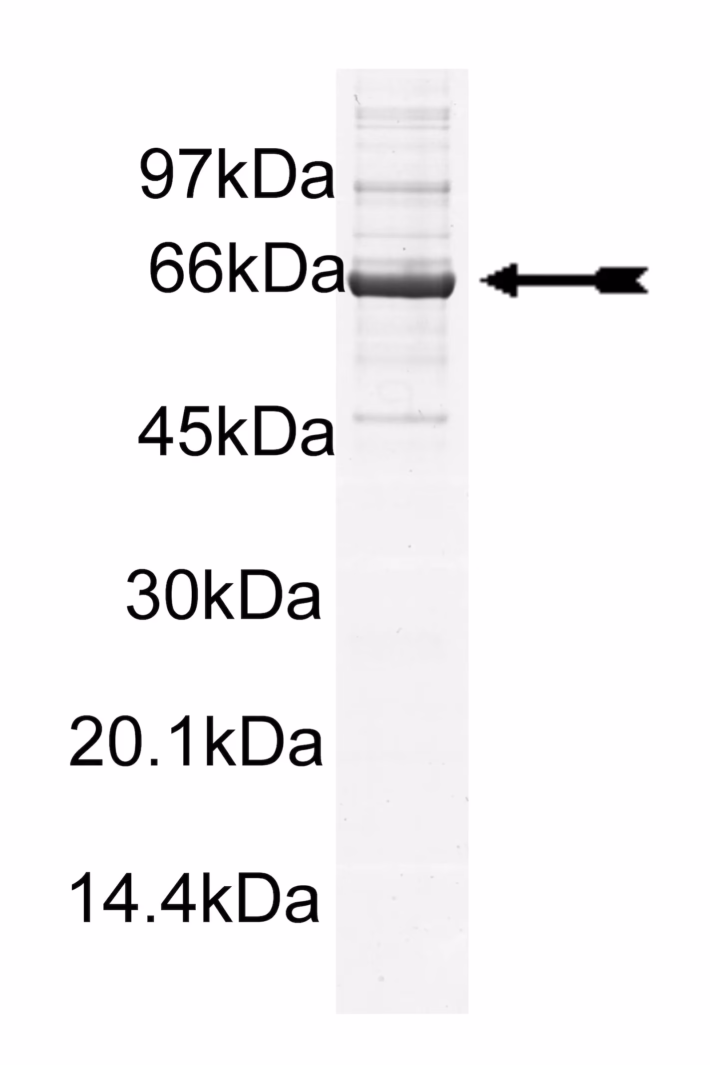 PDGFRα (550-end,D842V), active Human Recombinant Kinase Protein
