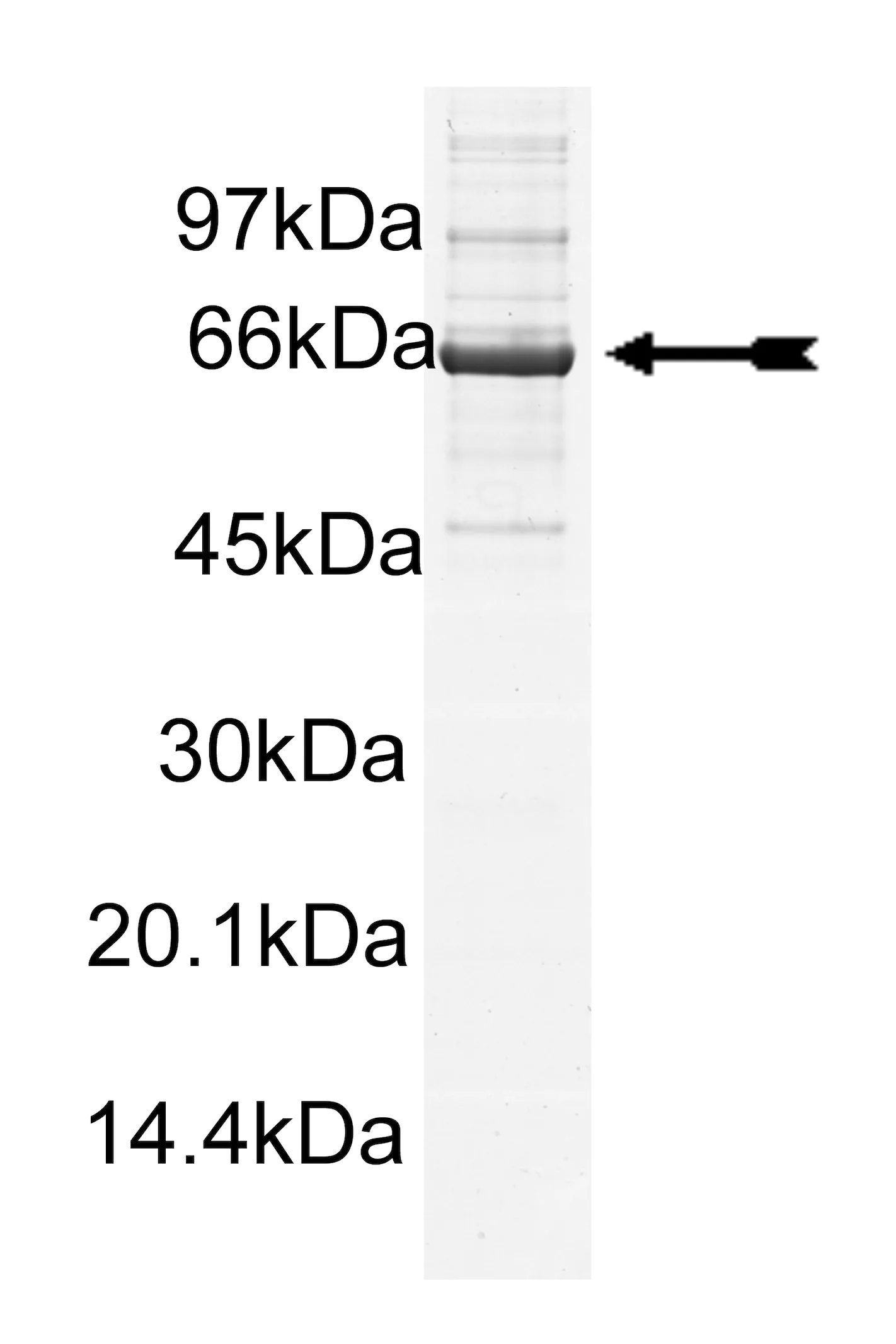 PDGFRα (550-end,D842V), active Human Recombinant Kinase Protein