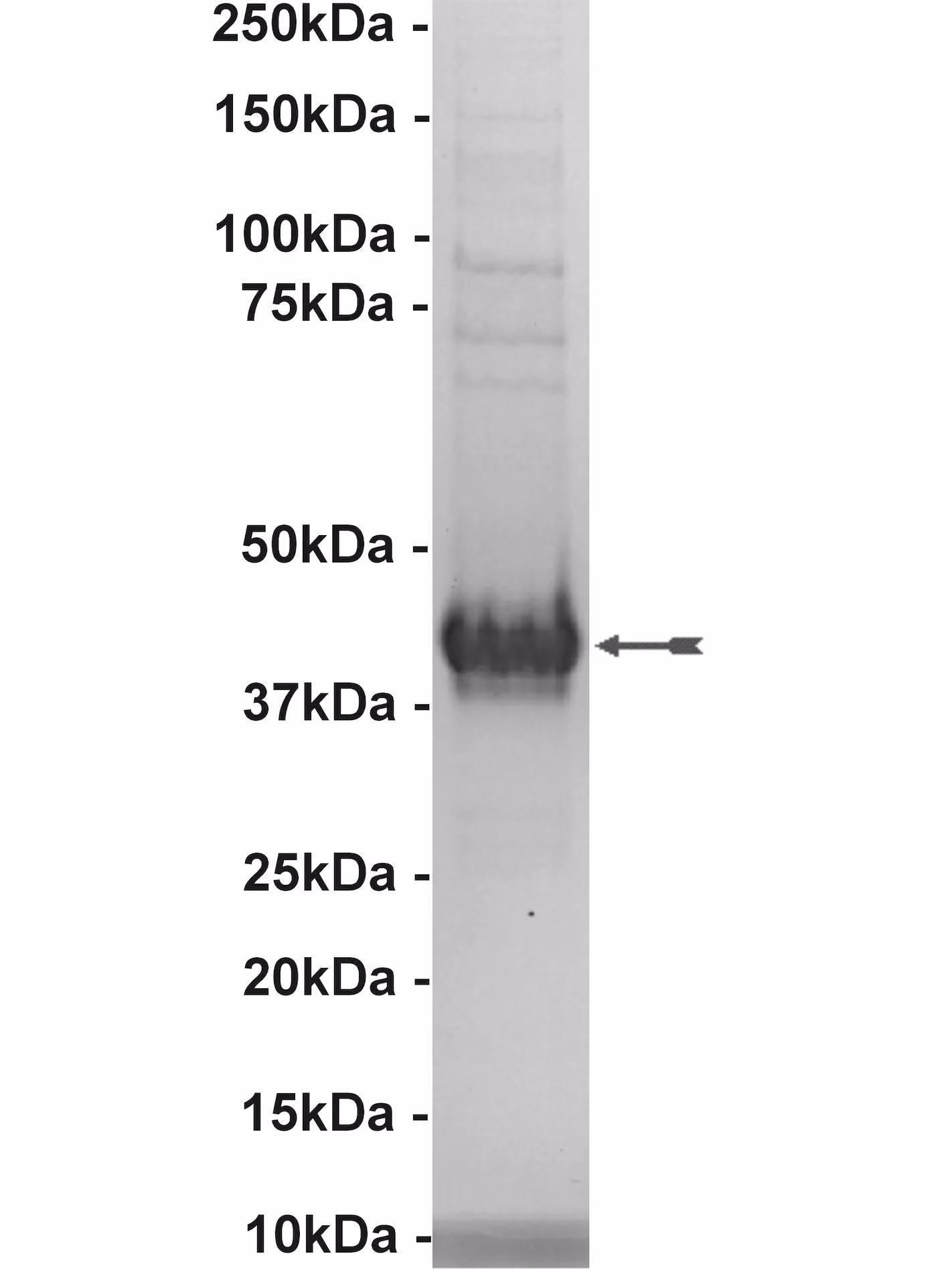VRK2, active Human Recombinant Kinase Protein