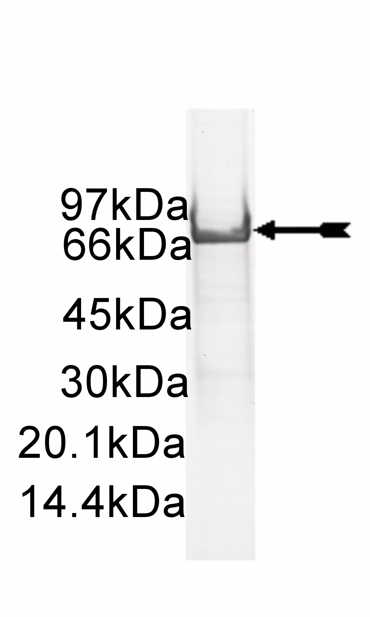 c-Kit (V654A), active Human Recombinant Kinase Protein