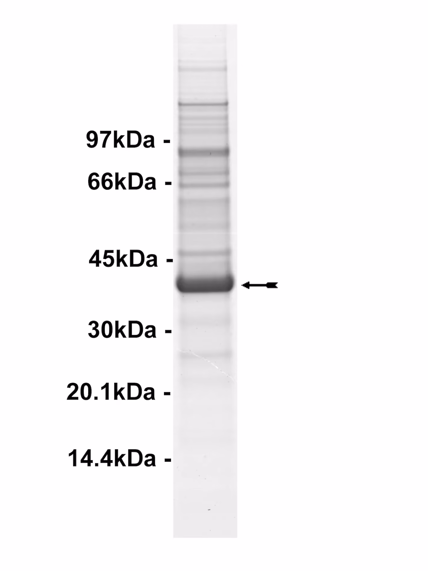 TAO2, active Human Recombinant Kinase Protein