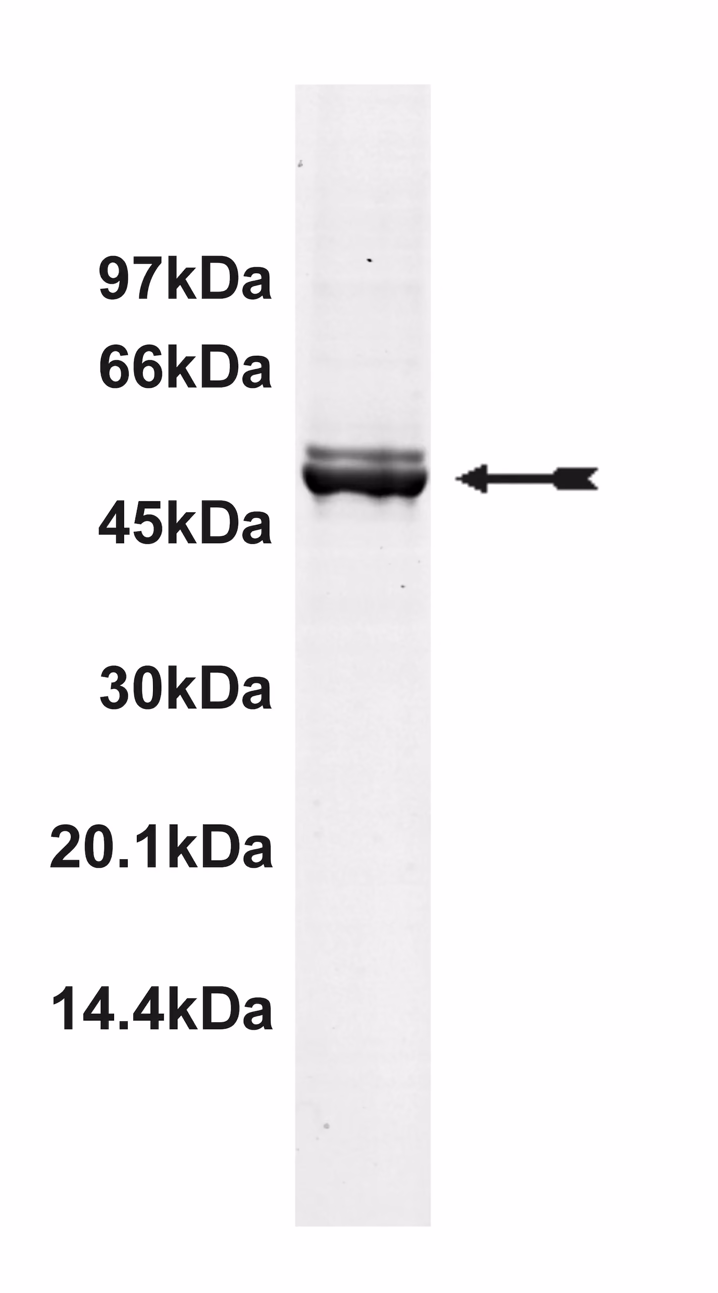 TLK2, active Human Recombinant Kinase Protein