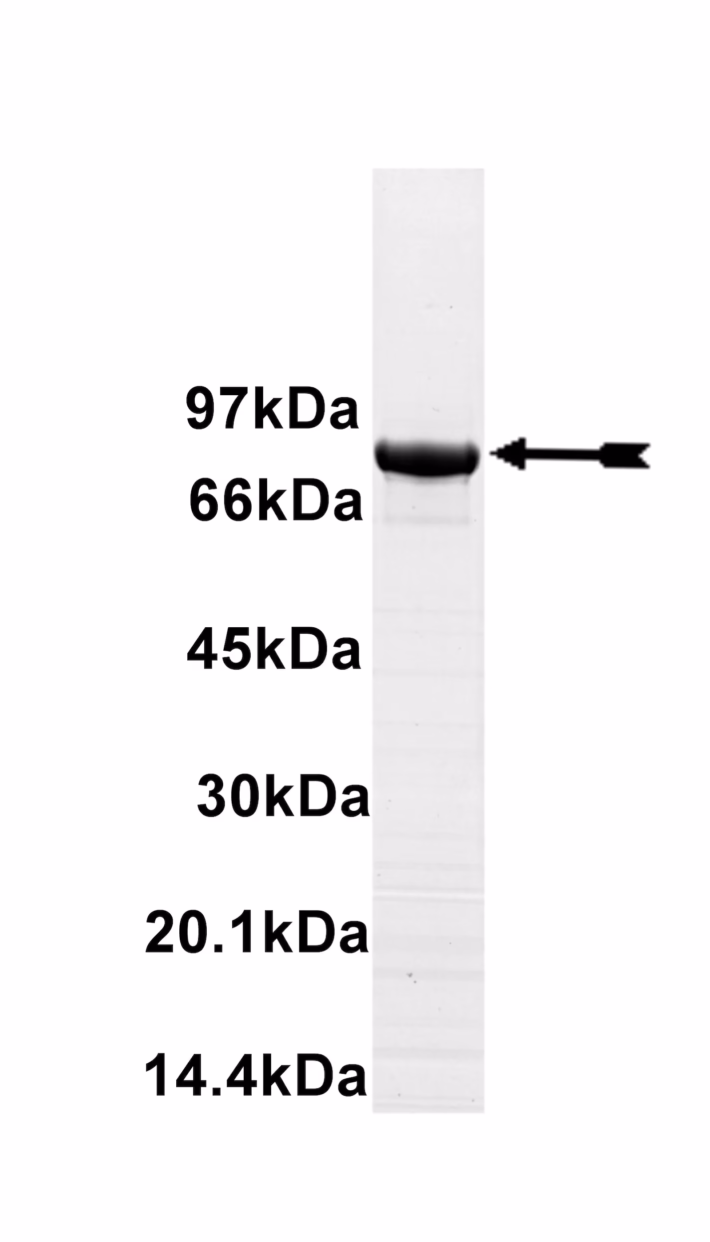 GCK, active Human Recombinant Kinase Protein