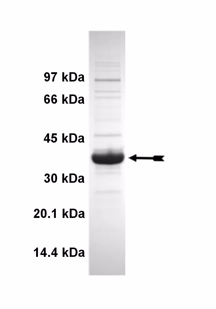 FGFR2 (N549H), active Human Recombinant Kinase Protein