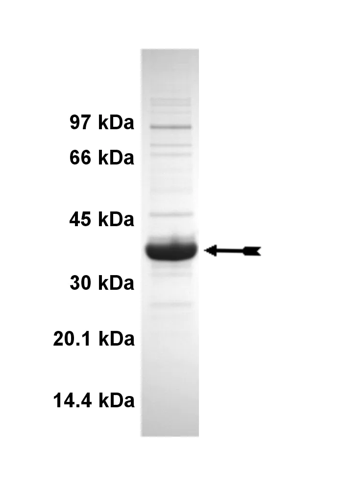 FGFR2 (N549H), active Human Recombinant Kinase Protein