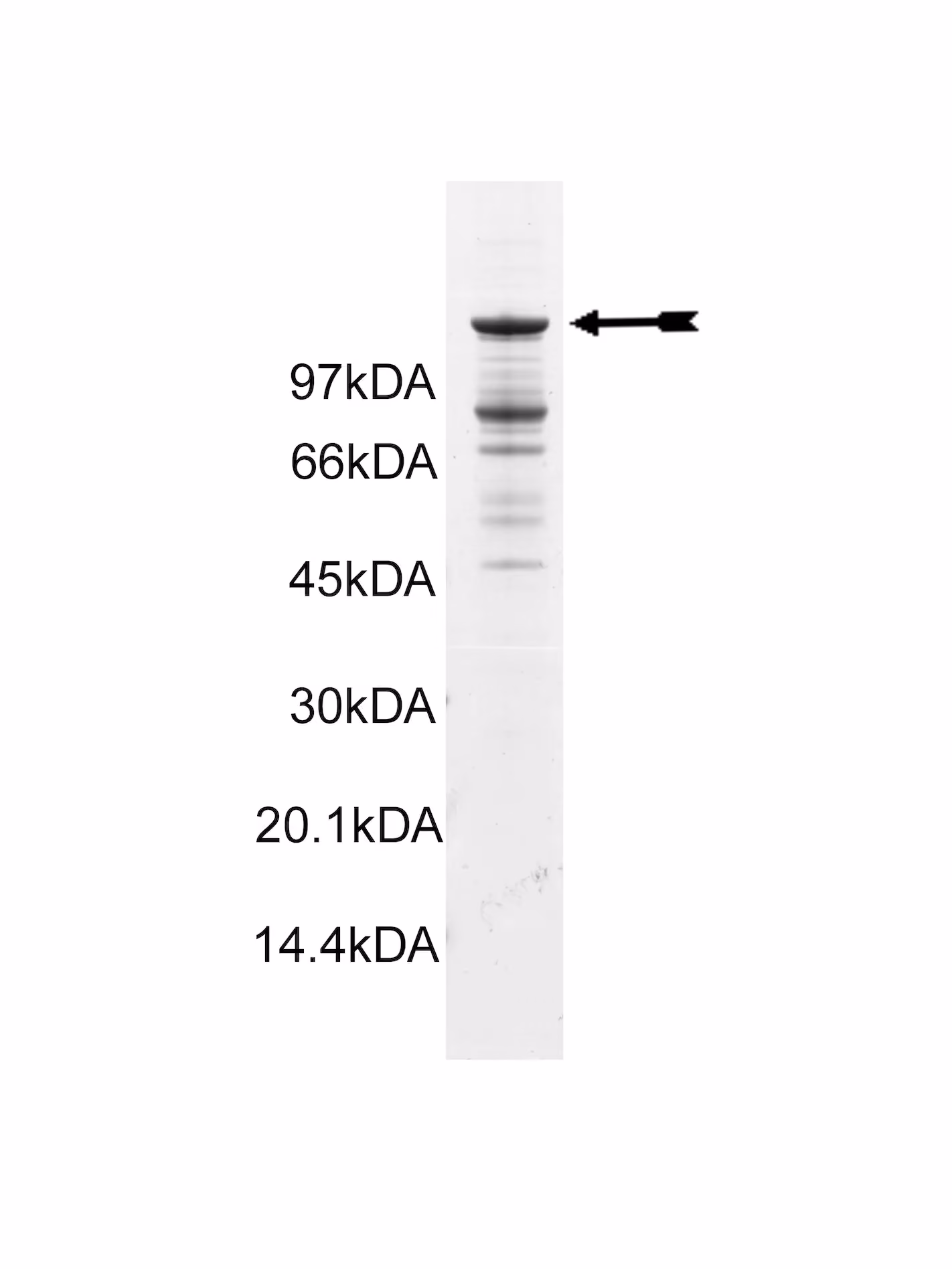 Abl (Q252H), active Human Recombinant Kinase Protein