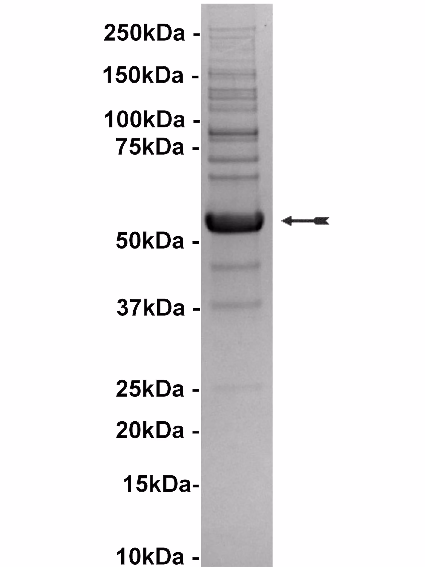 TAO3, active Human Recombinant Kinase Protein