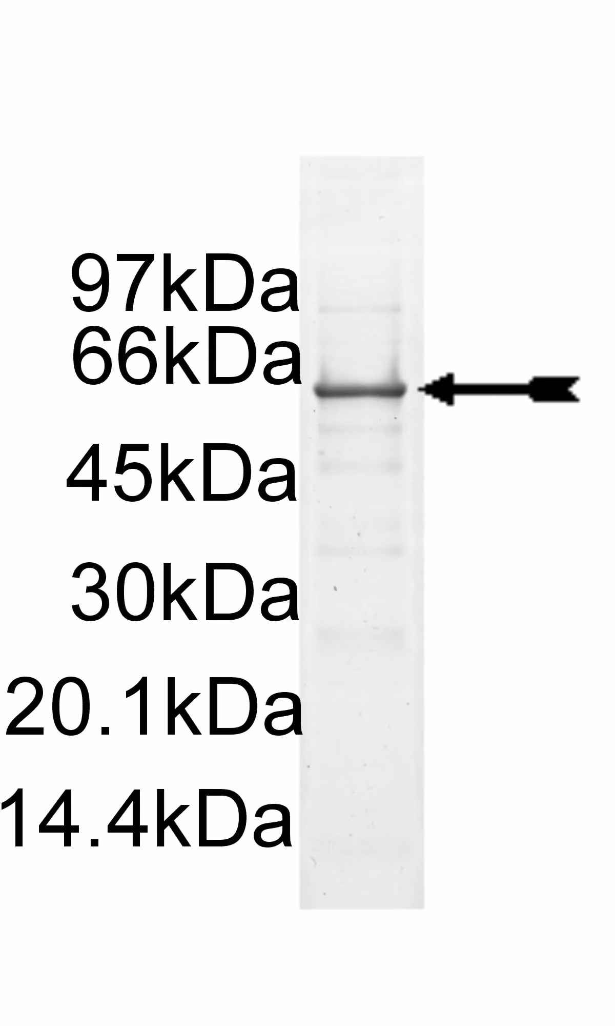 Src (1-530), active Human Recombinant Kinase Protein