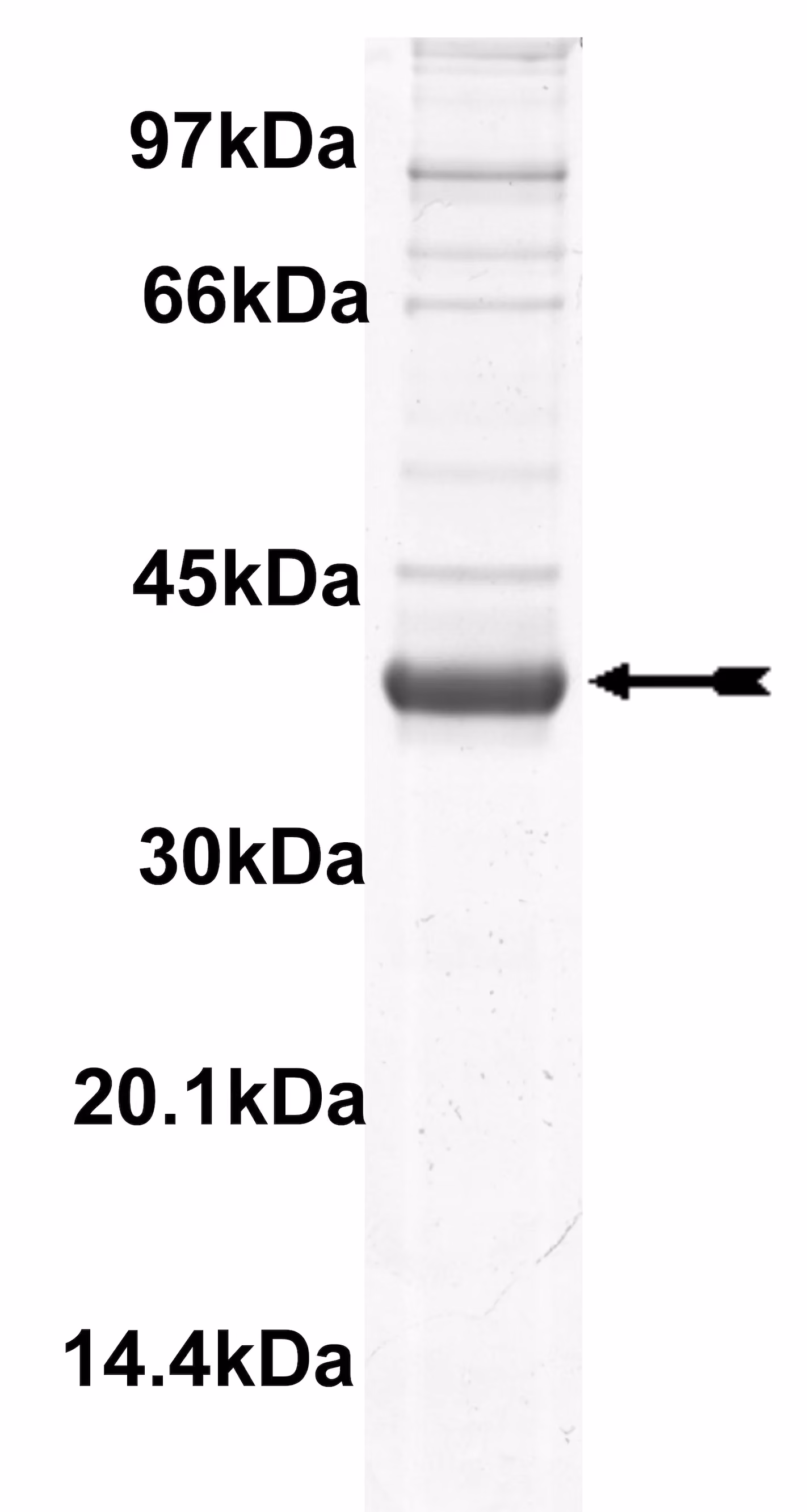 Haspin, active Human Recombinant Kinase Protein
