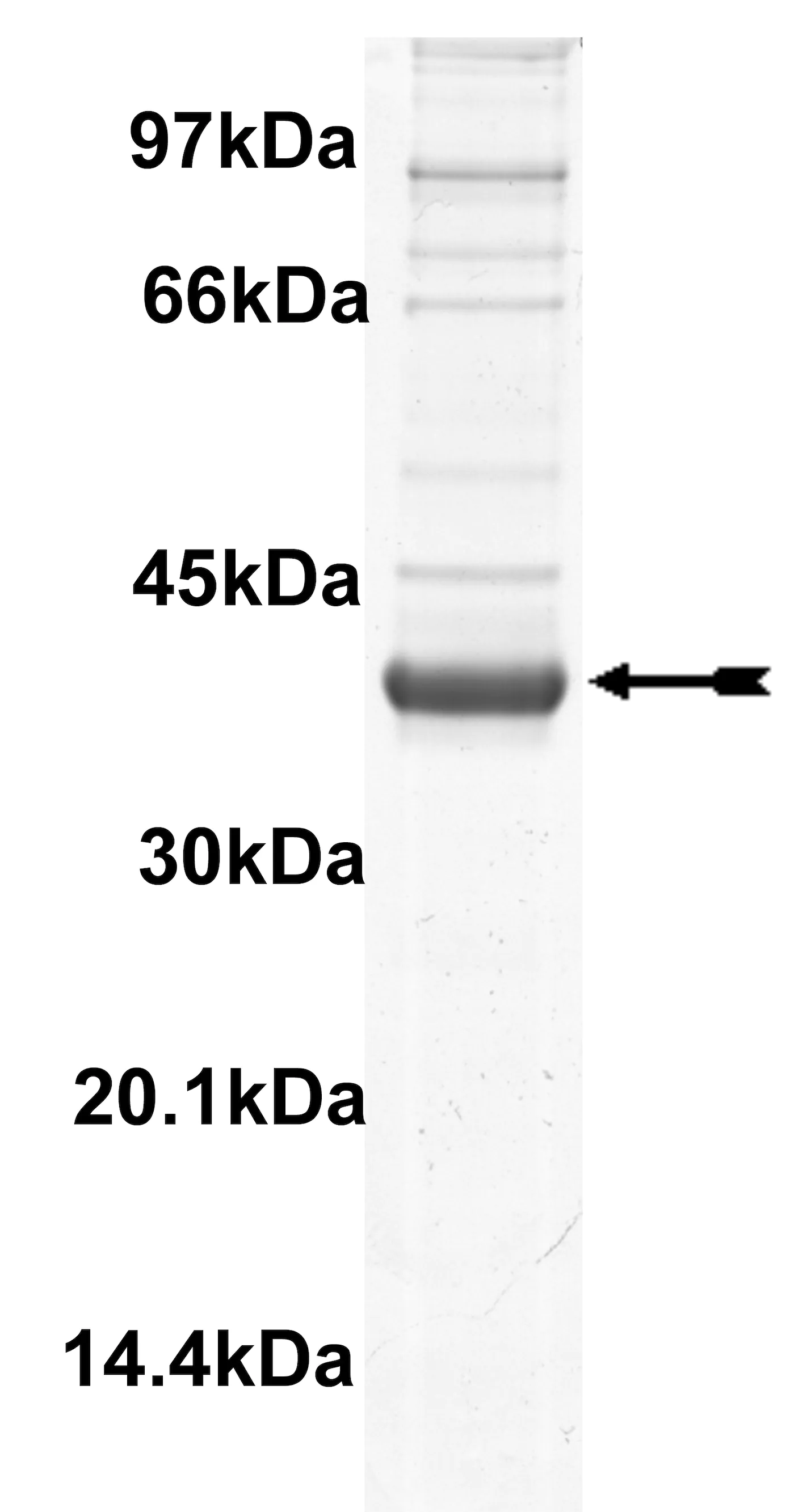 Haspin, active Human Recombinant Kinase Protein