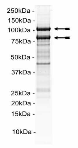 PI3-Kinase (p110β/p85α) murine Mouse Recombinant Kinase Protein