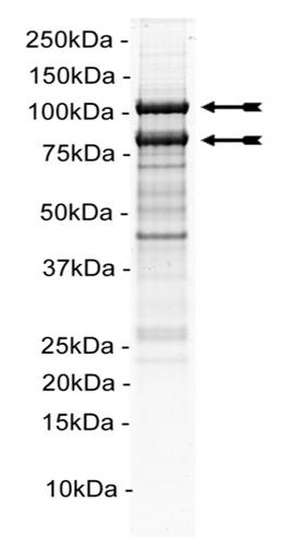PI3-Kinase (p110β/p85α) murine Mouse Recombinant Kinase Protein