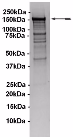 PI3K-C2β Human Recombinant Kinase Protein