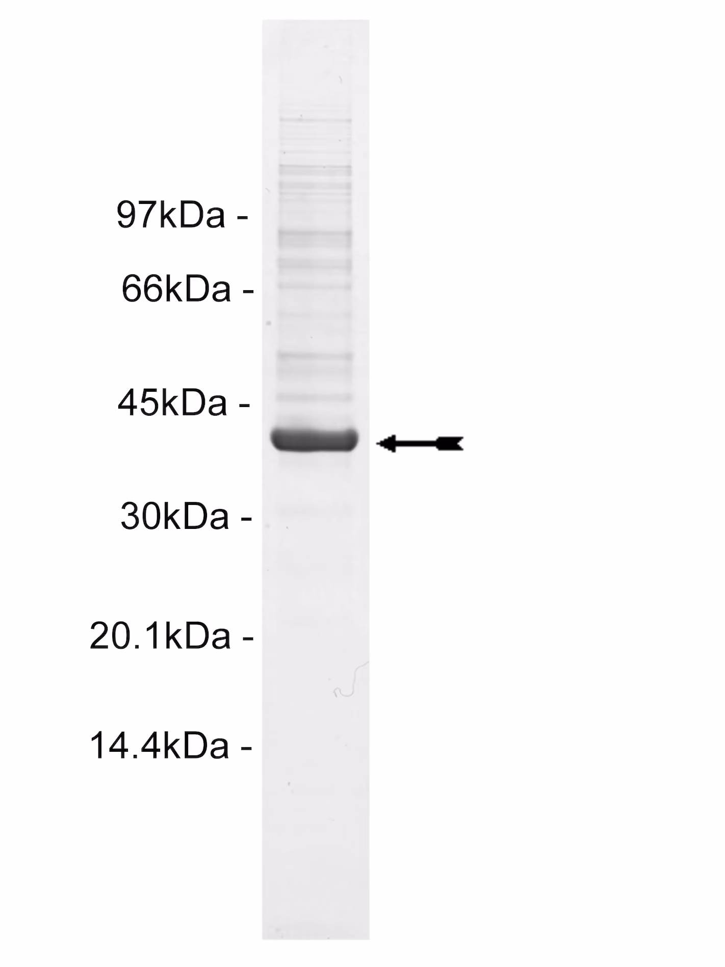 TAO1, active Human Recombinant Kinase Protein
