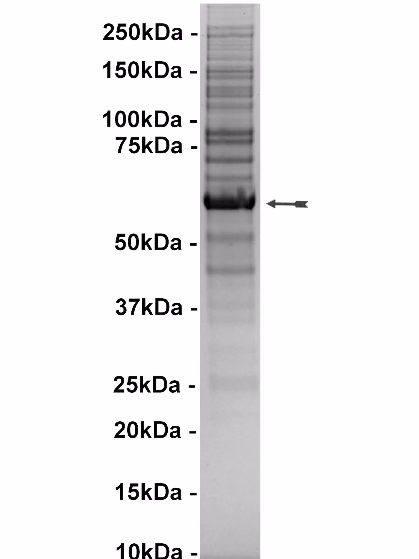 Src (T341M), active Human Recombinant Kinase Protein