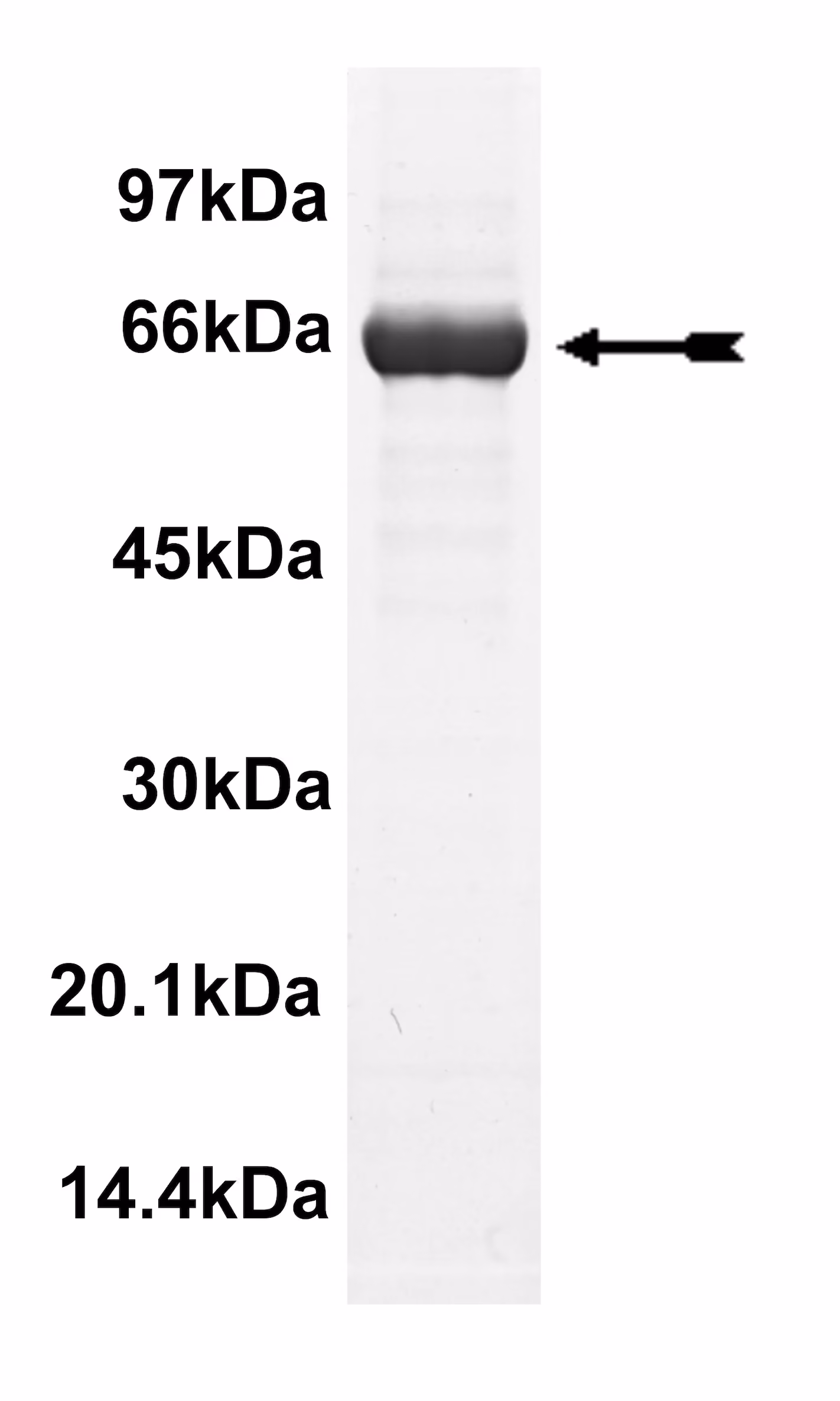 GRK7, active Human Recombinant Kinase Protein