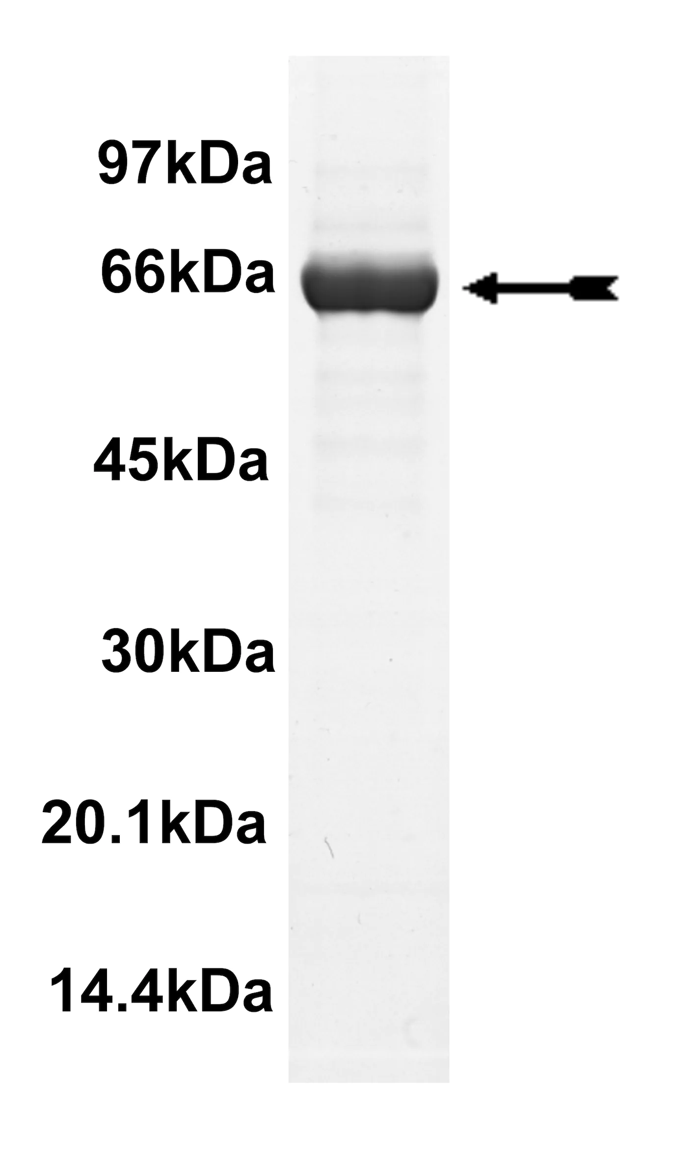 GRK7, active Human Recombinant Kinase Protein