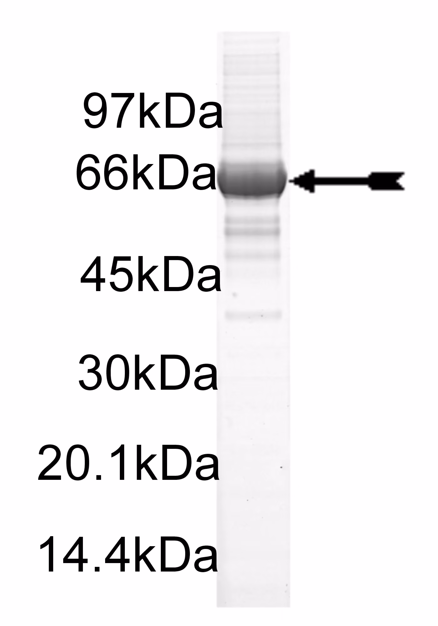 ULK3, active Human Recombinant Kinase Protein