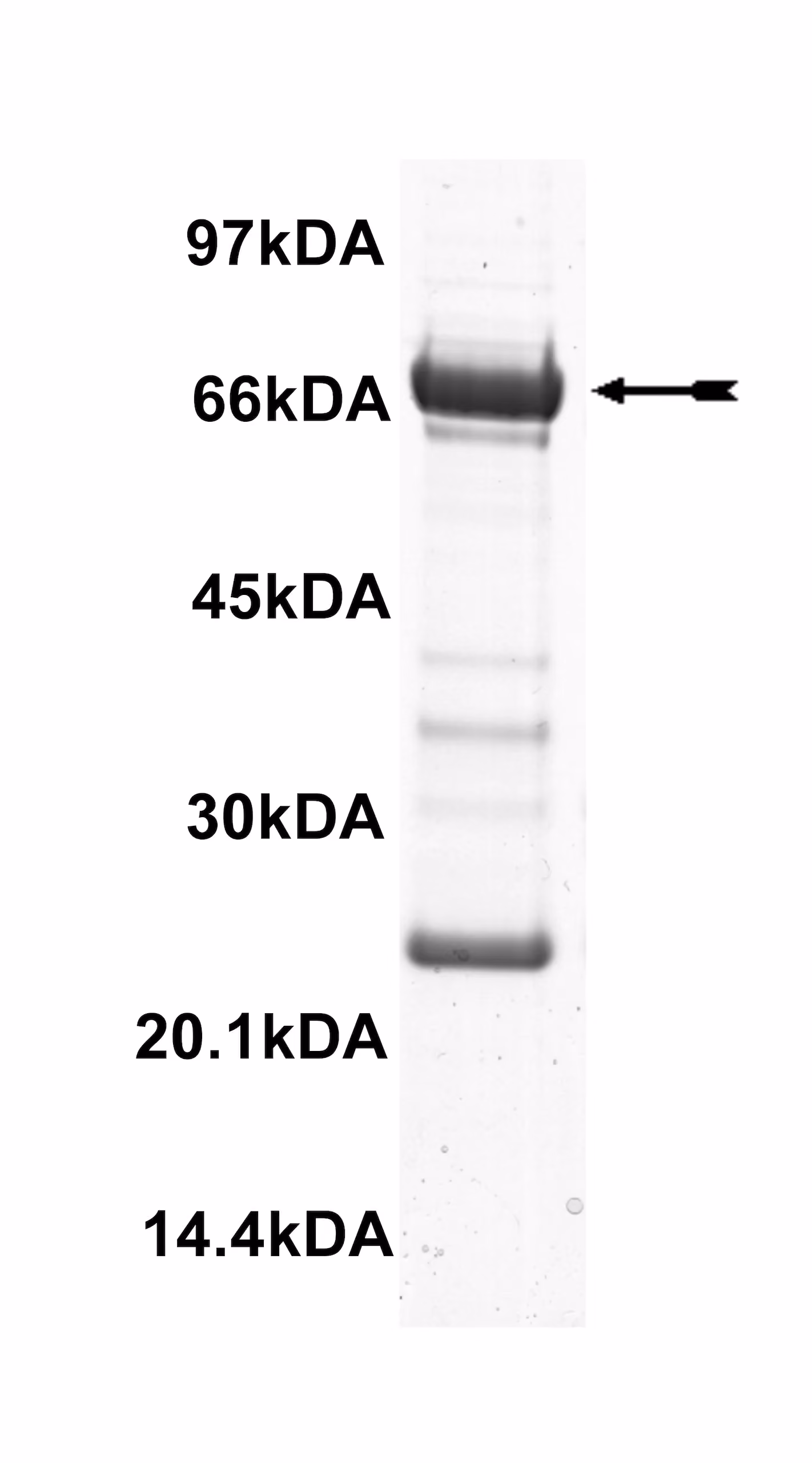 ACK1, active Human Recombinant Kinase Protein