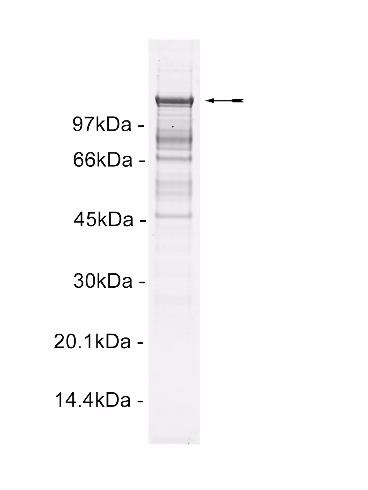 Abl (M351T), active Human Recombinant Kinase Protein