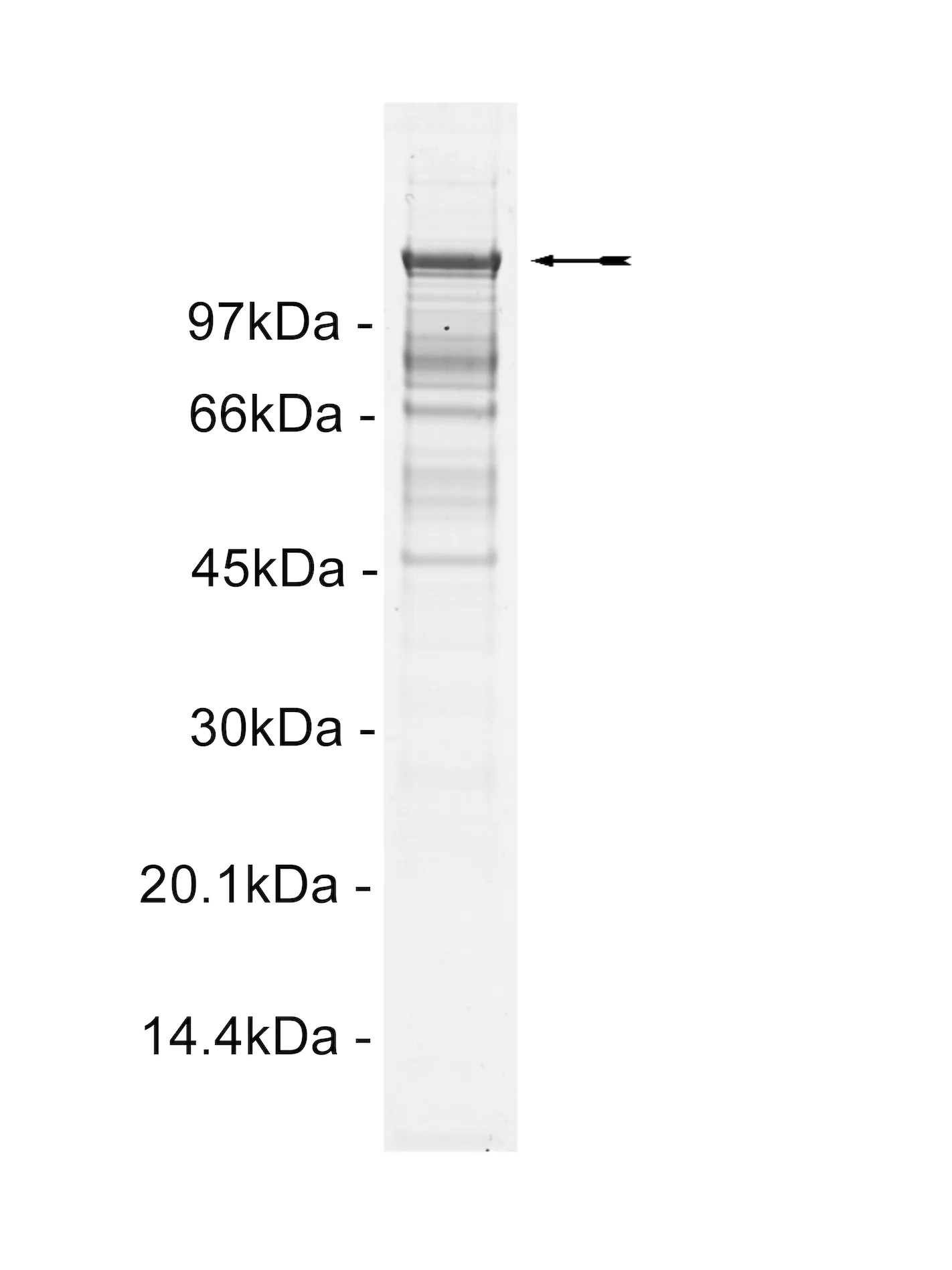 Abl (M351T), active Human Recombinant Kinase Protein