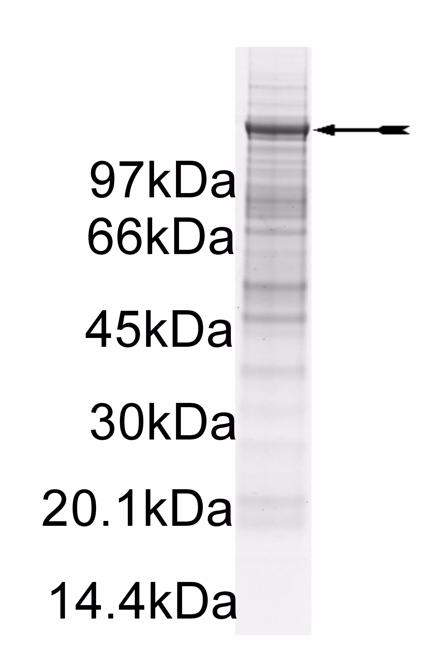 Abl (Y253F), active Human Recombinant Kinase Protein