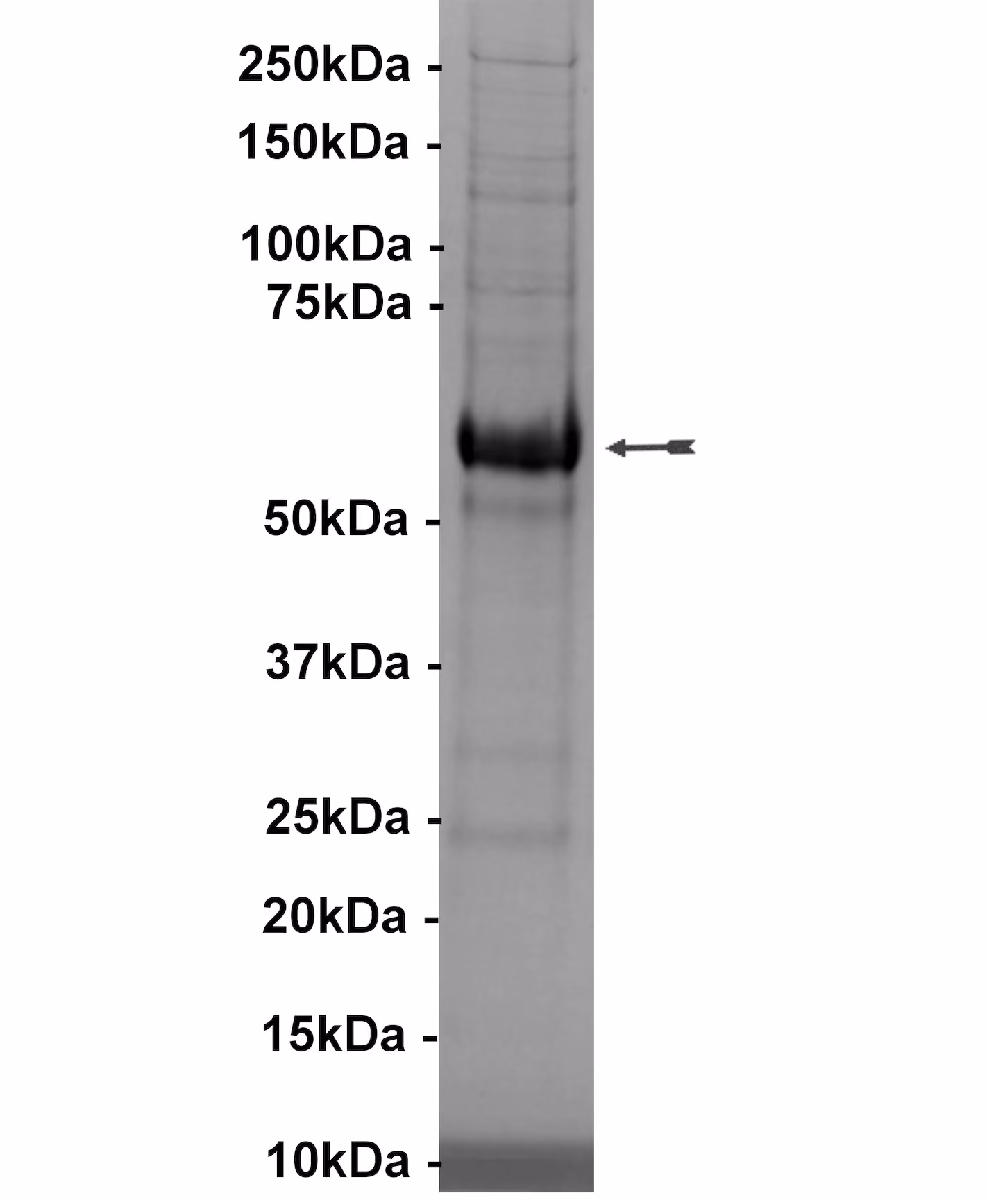 ULK2, active Human Recombinant Kinase Protein
