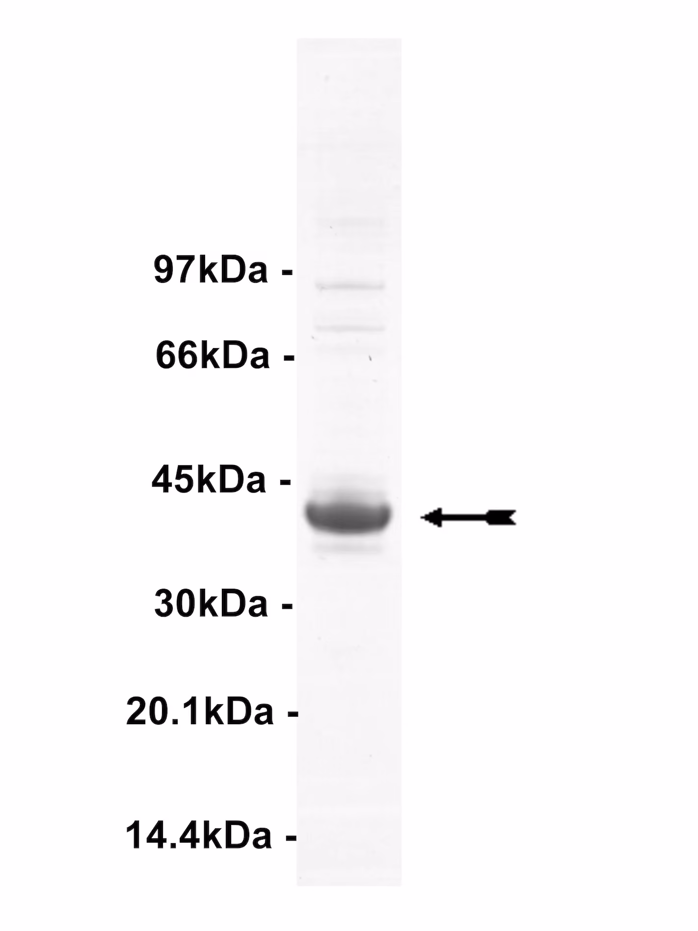 Tie2 (R849W), active Human Recombinant Kinase Protein