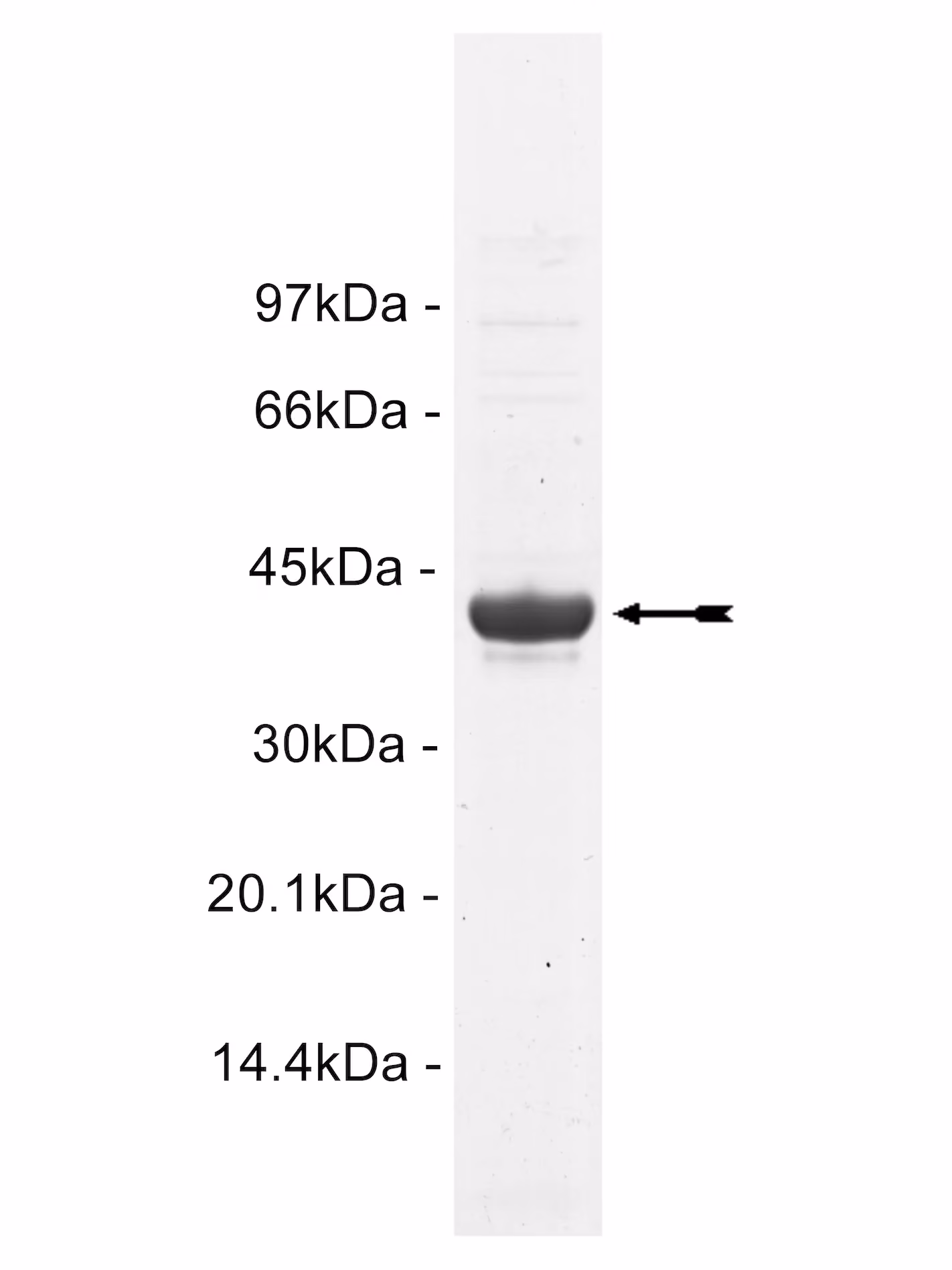 Tie2 (Y1108F), active Human Recombinant Kinase Protein