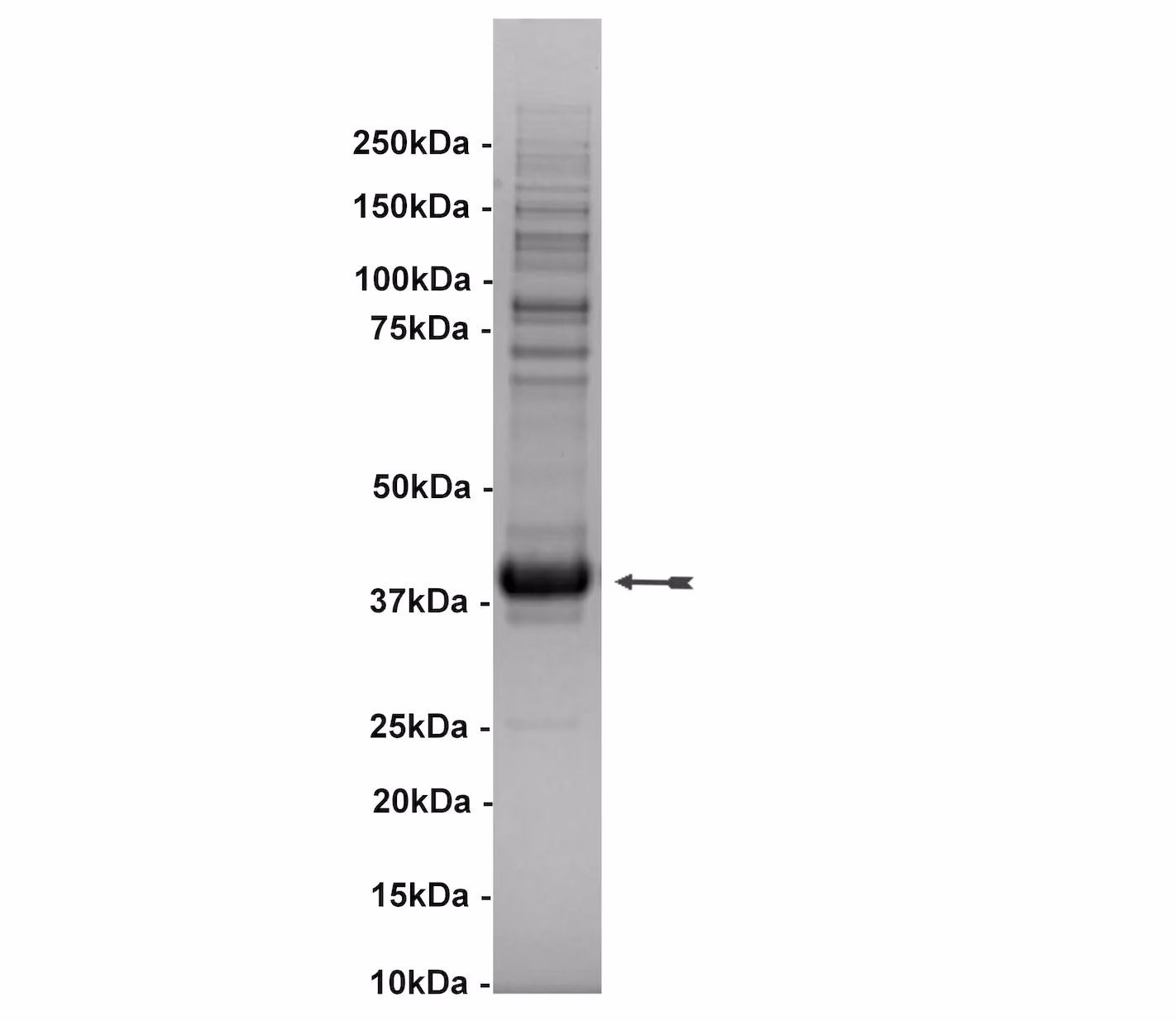 Tie2 (Y897S), active Human Recombinant Kinase Protein