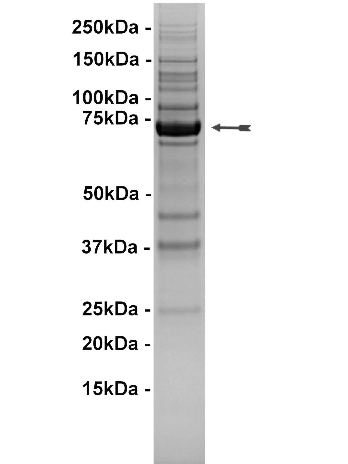 BTK (R28H), active Human Recombinant Kinase Protein