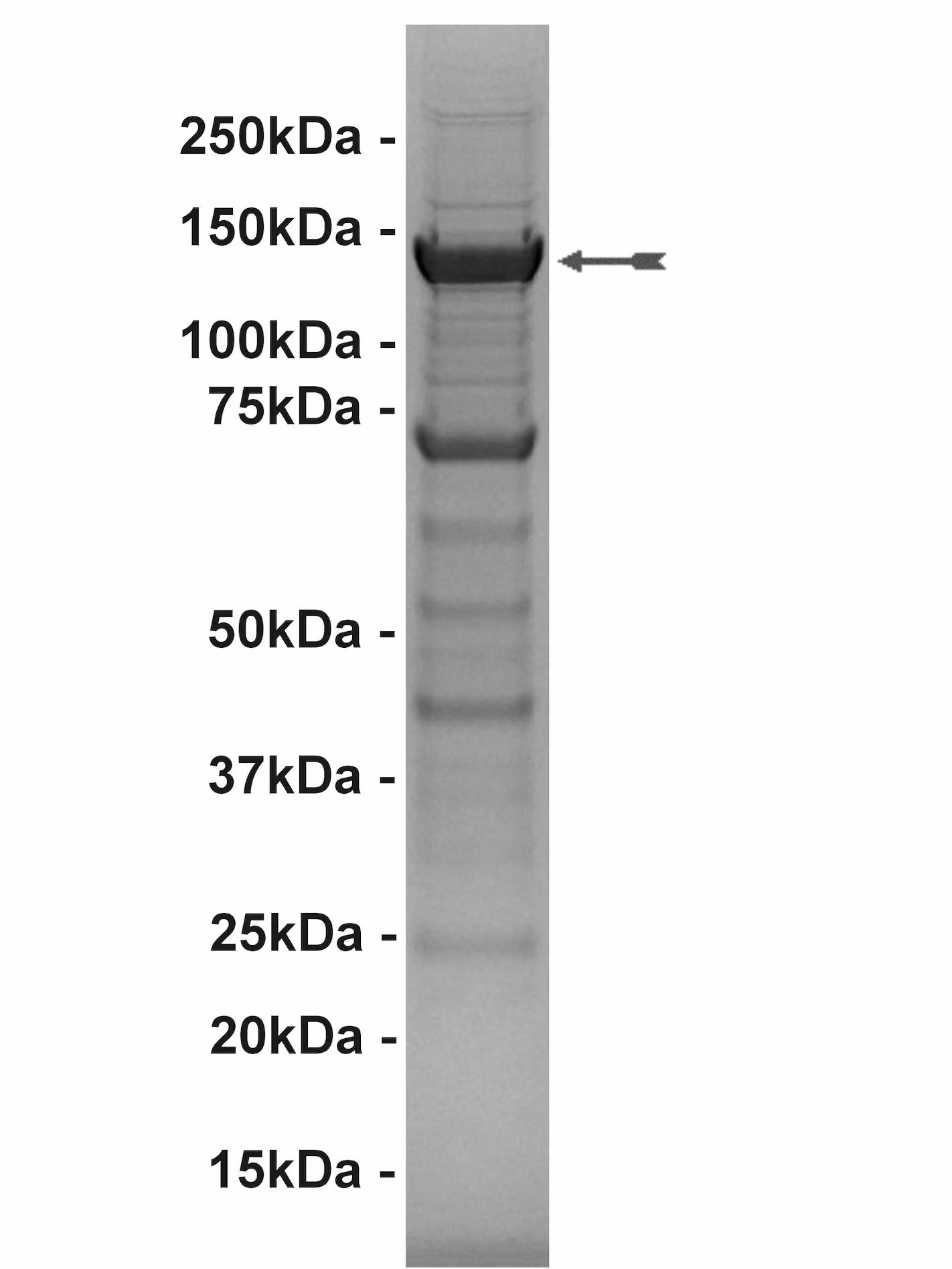 mTOR (1362-end), active Human Recombinant Kinase Protein