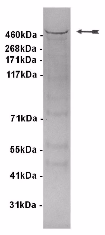 DNA-PK, active Human Recombinant Kinase Protein