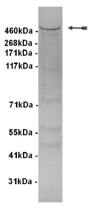 DNA-PK, active Human Recombinant Kinase Protein