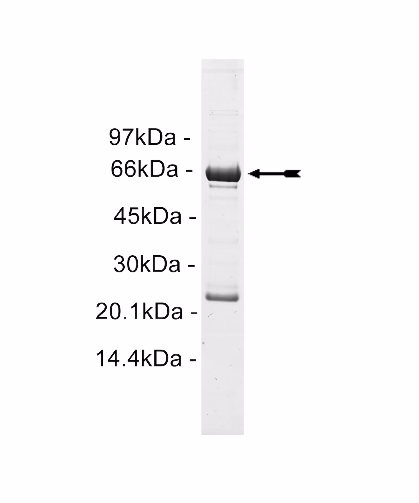 CLK2, active Human Recombinant Kinase Protein