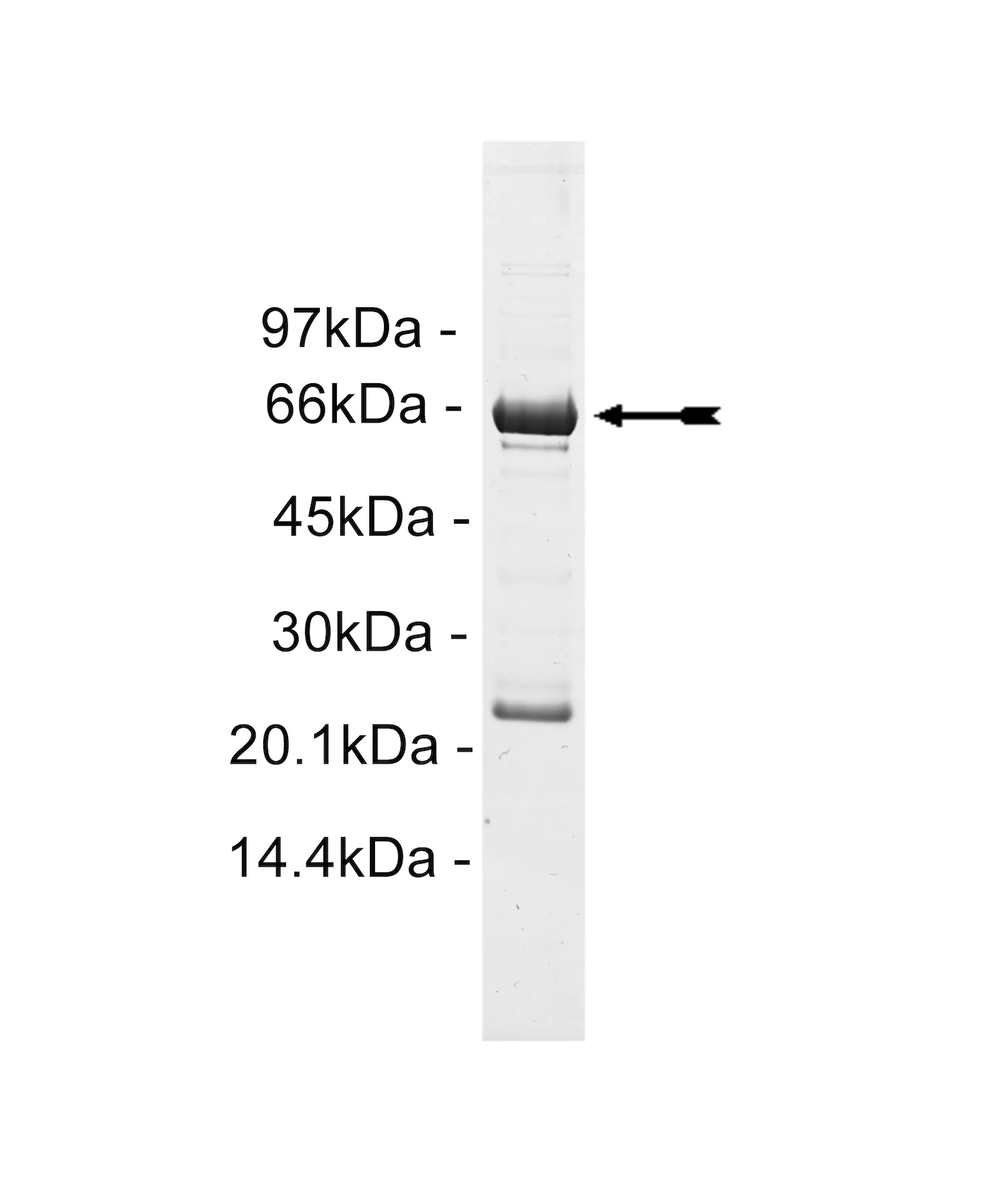 CLK2, active Human Recombinant Kinase Protein