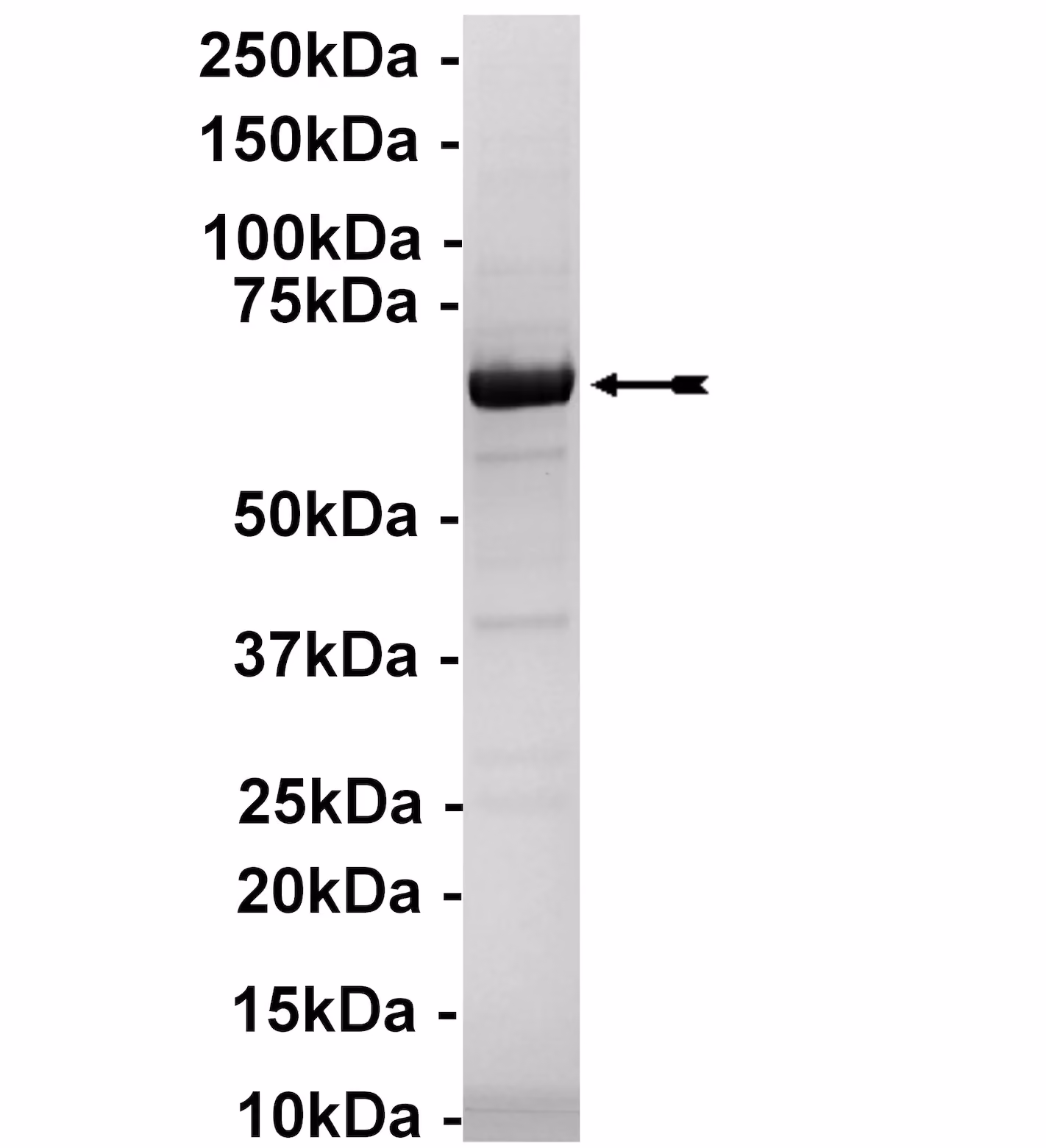Plk1, active Human Recombinant Kinase Protein