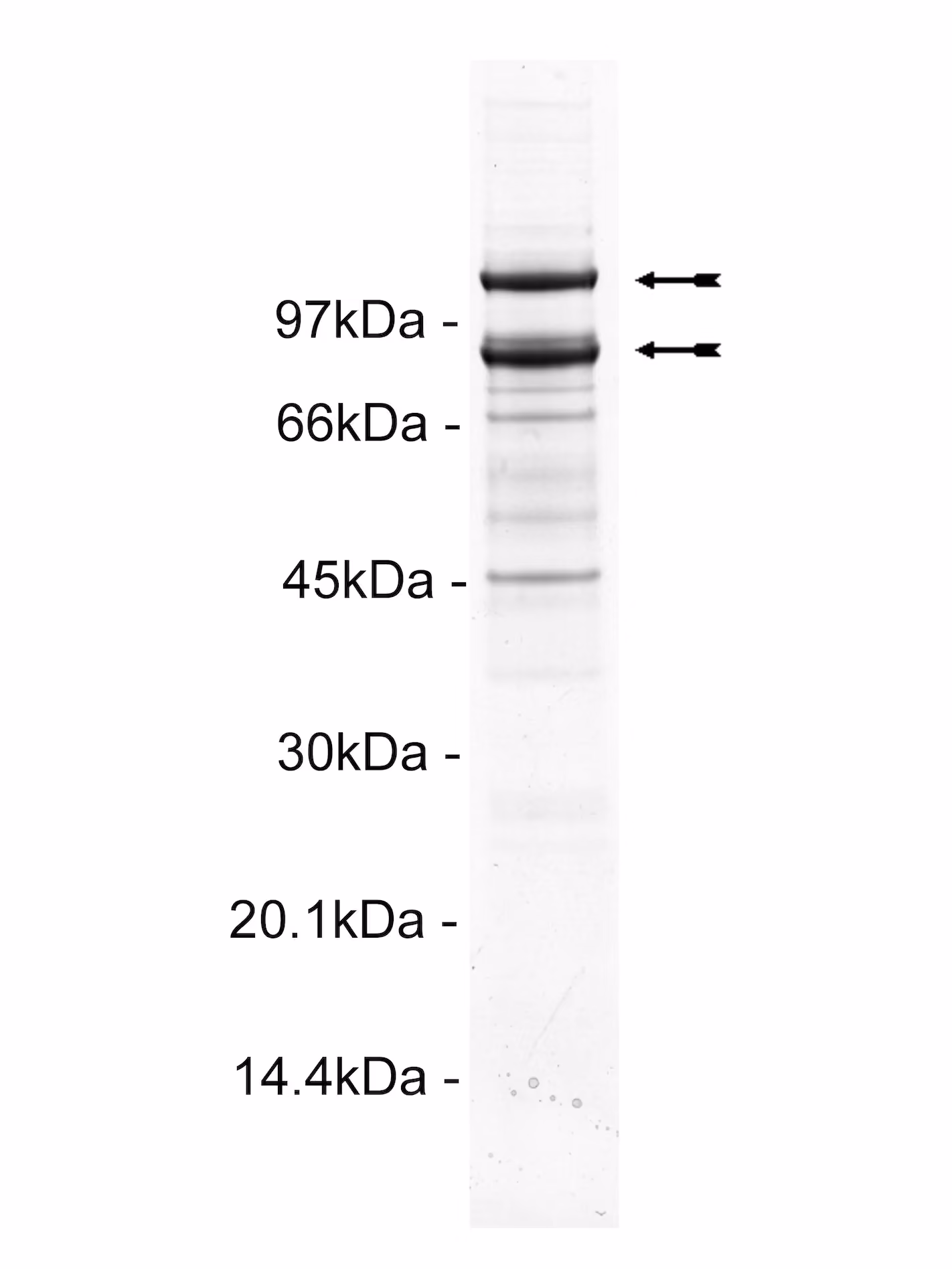 PI3 Kinase (p110α(E545K)/p85α), murine Mouse Recombinant Kinase Protein